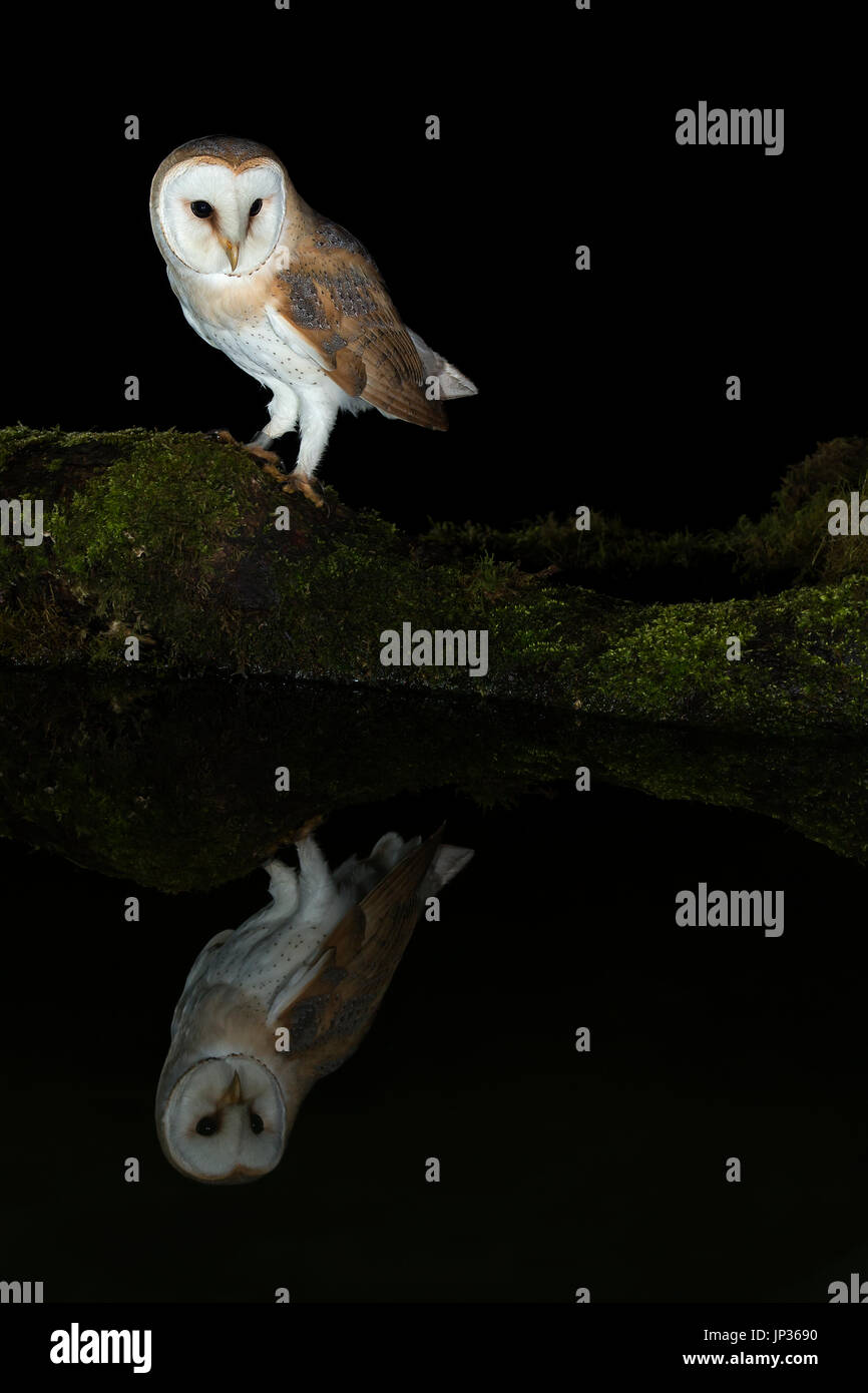 Schleiereule (Tyto Alba) und ihre Reflexion in der Nacht Stockfoto