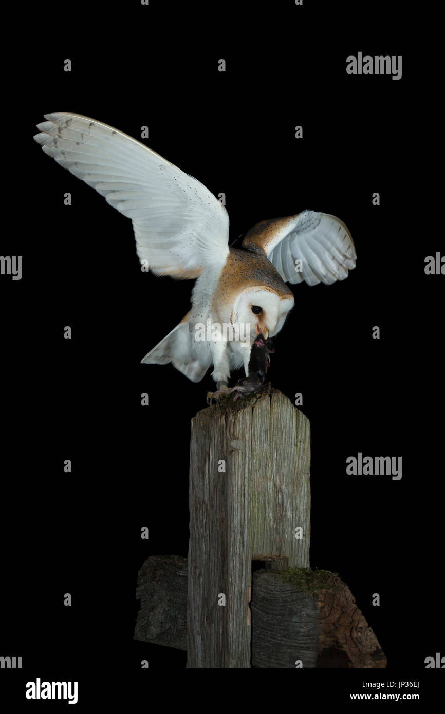 Schleiereule (Tyto Alba) in der Nacht mit Beute Stockfoto