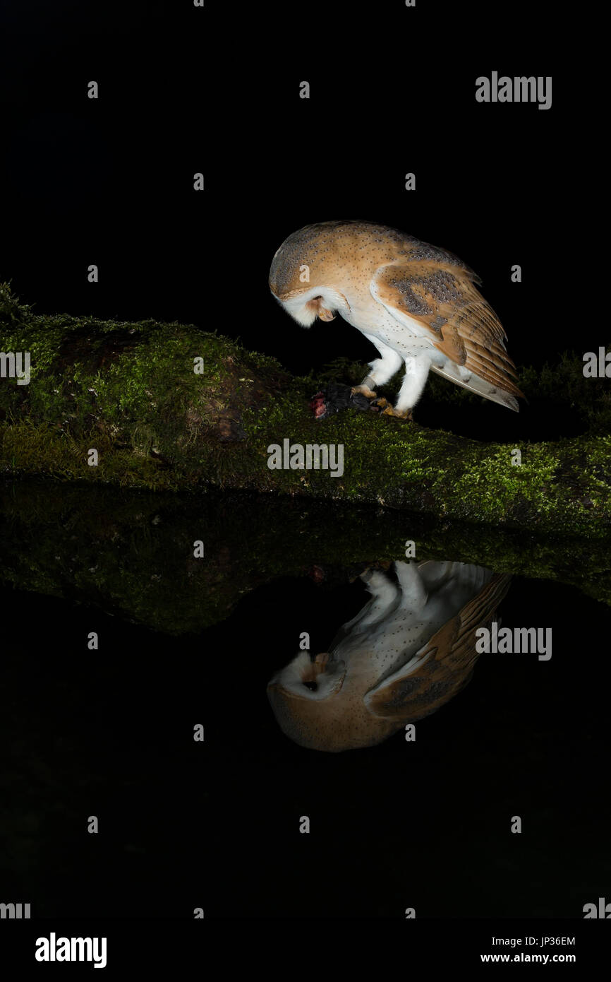 Schleiereule (Tyto Alba) in der Nacht mit Reflexion Stockfoto