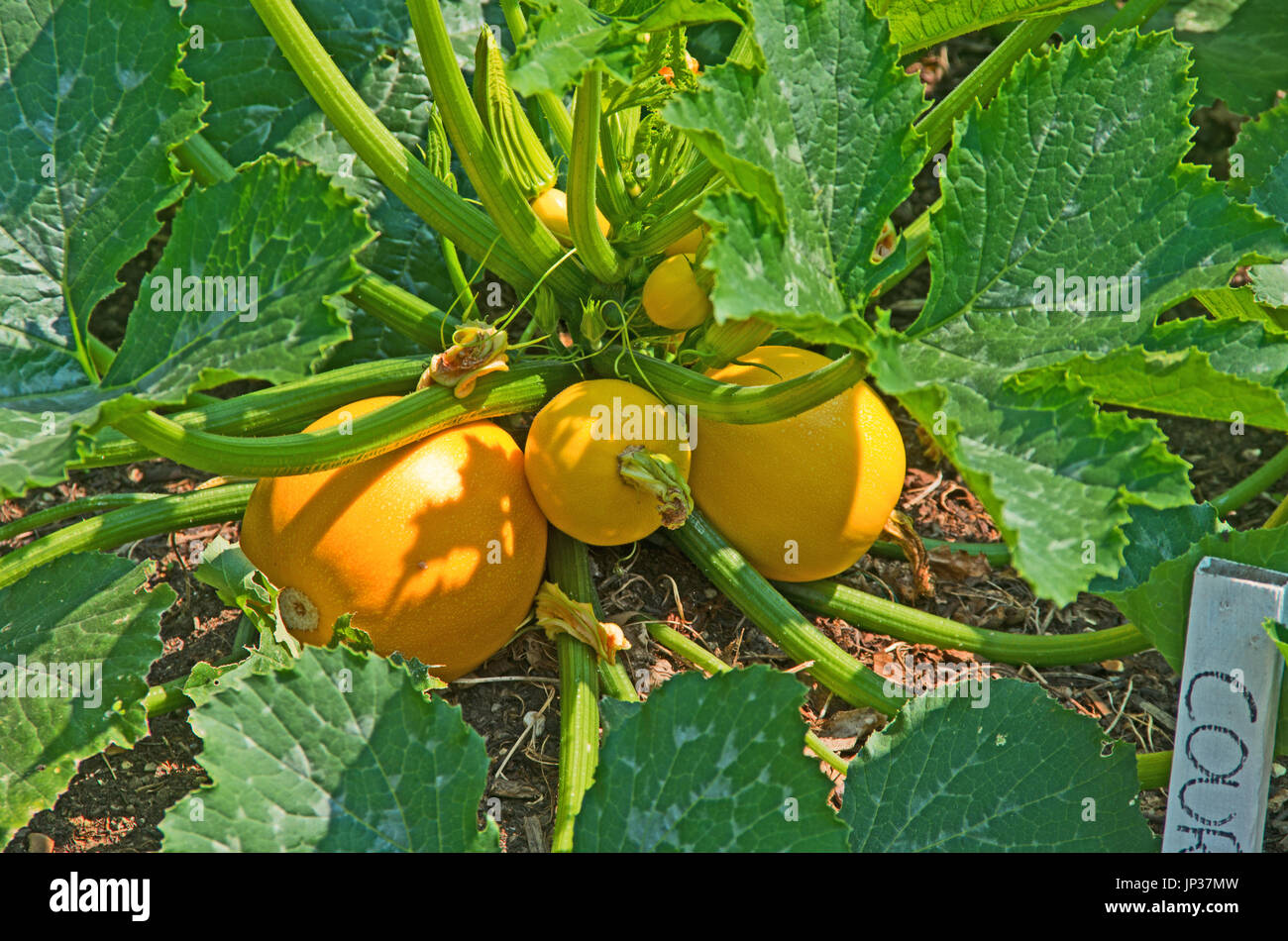 Walmer Kichen Schlossgarten, Zucchini, Kent, England Stockfoto