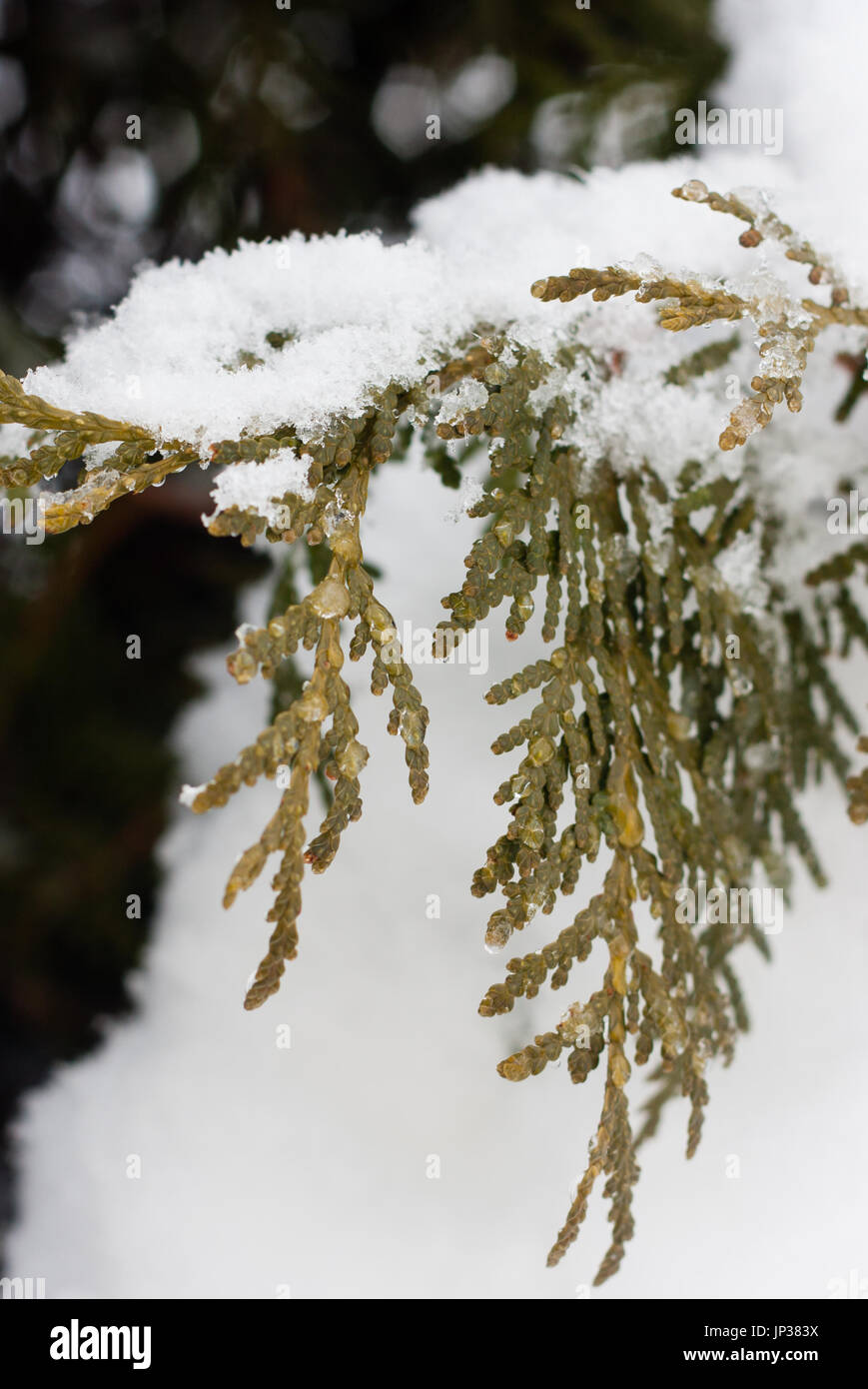 Nahaufnahme von Schnee auf Bush Ast verlässt Stockfoto