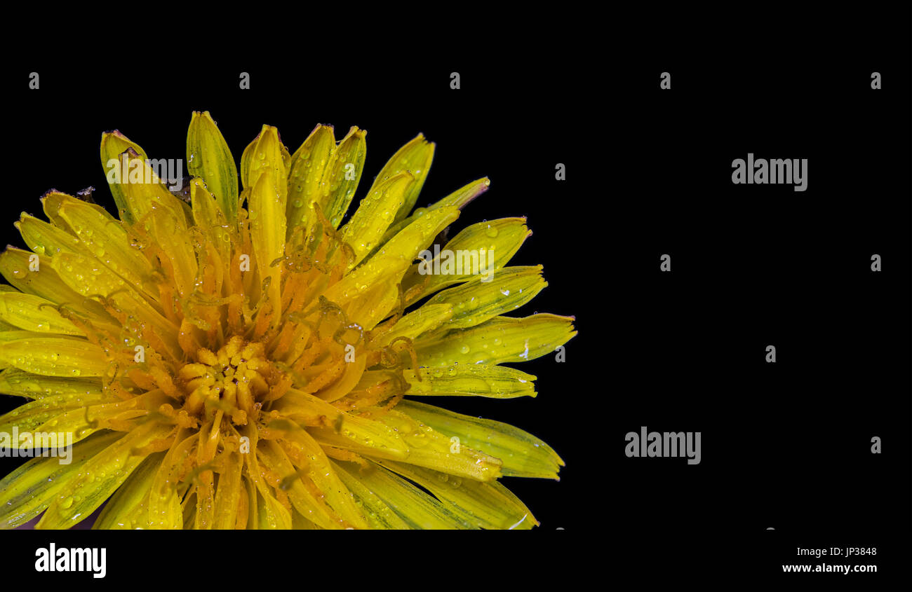 Makro Nahaufnahme einer gelben Löwenzahn Blume mit Wasser regen fällt auf schwarzem Hintergrund Stockfoto