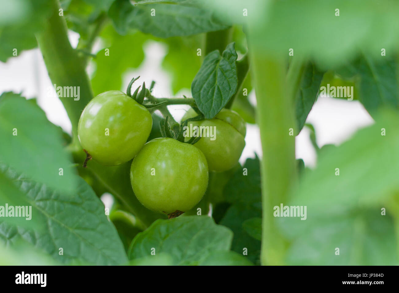 junge grüne Tomaten noch wachsen Stockfoto