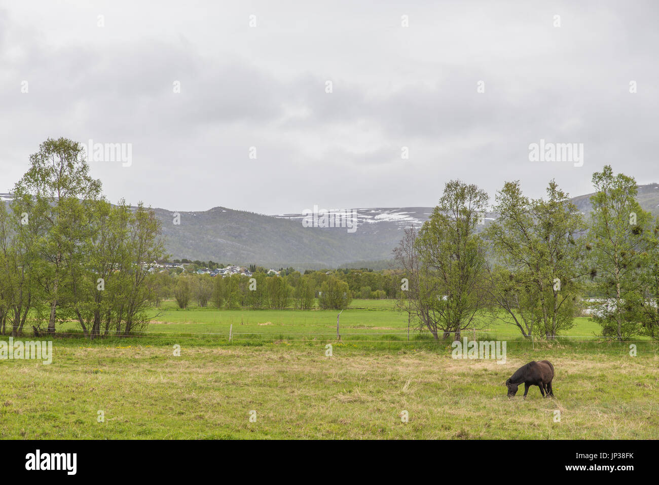 Outdoor-Tiere Stockfoto