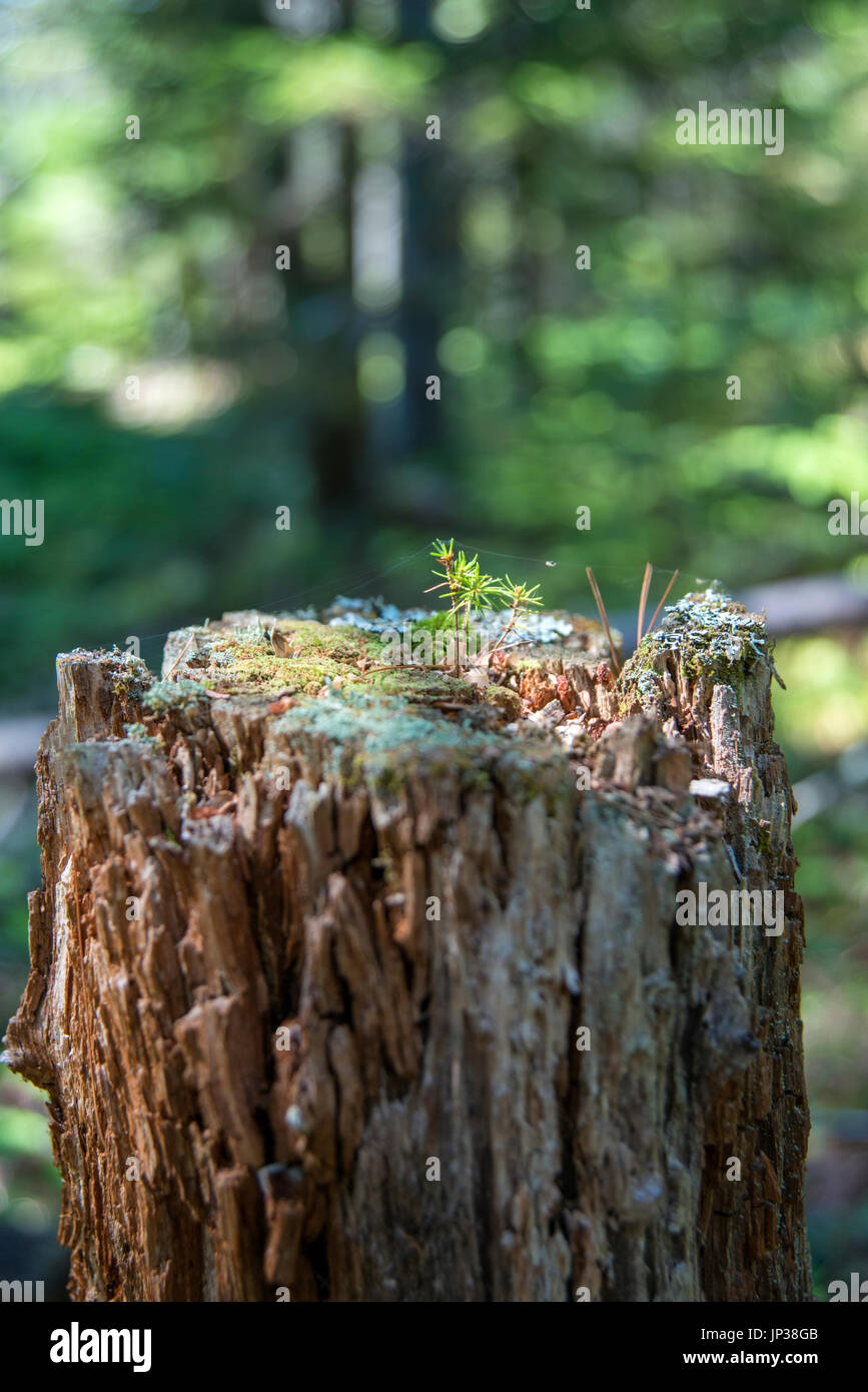 Baby-Bäumchen-Baum wächst aus Baumstumpf im Wald Stockfoto