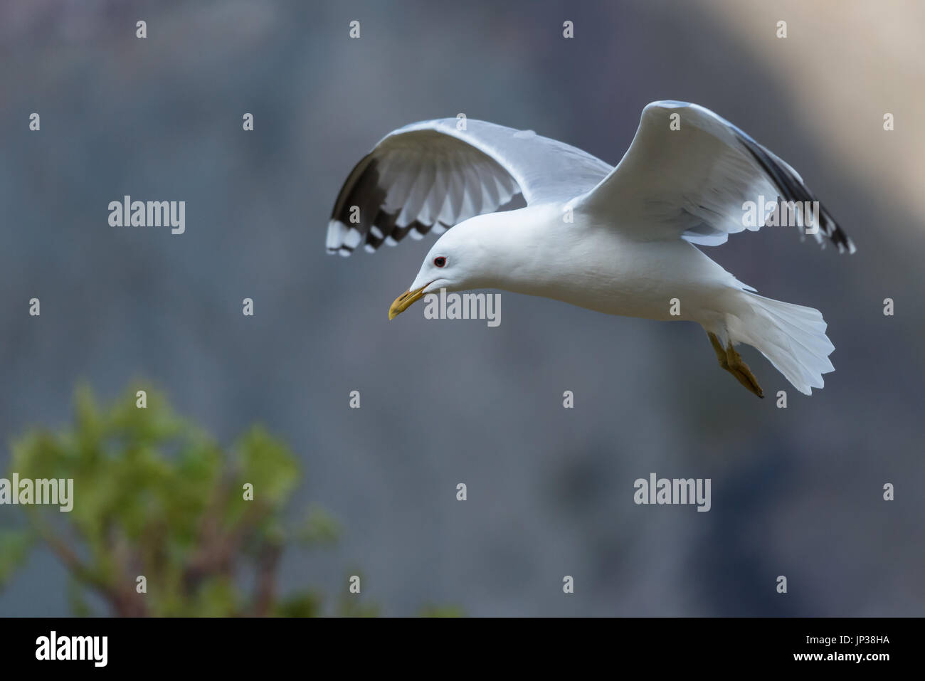 Outdoor-Tiere Stockfoto
