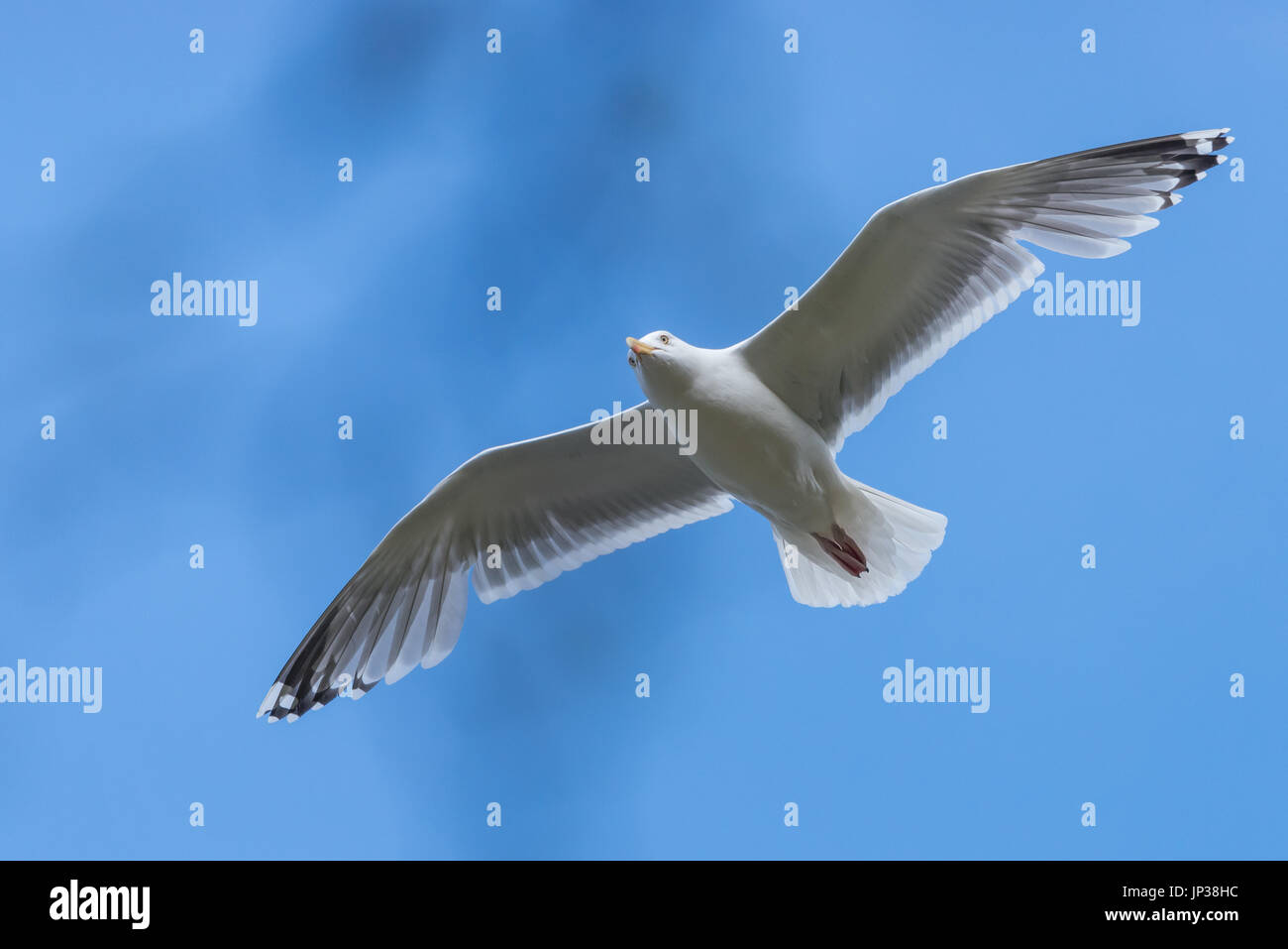 Outdoor-Tiere Stockfoto