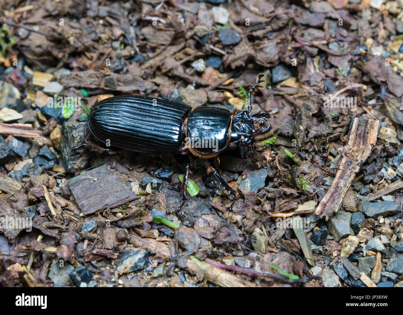 Einen großen schwarzen Käfer auf Waldboden. Kolumbien, Südamerika Stockfoto