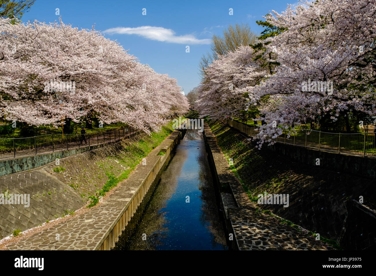 Ein friedlicher Ort für einen Spaziergang in Tokio im Frühjahr unter den Kirschblüten Stockfoto