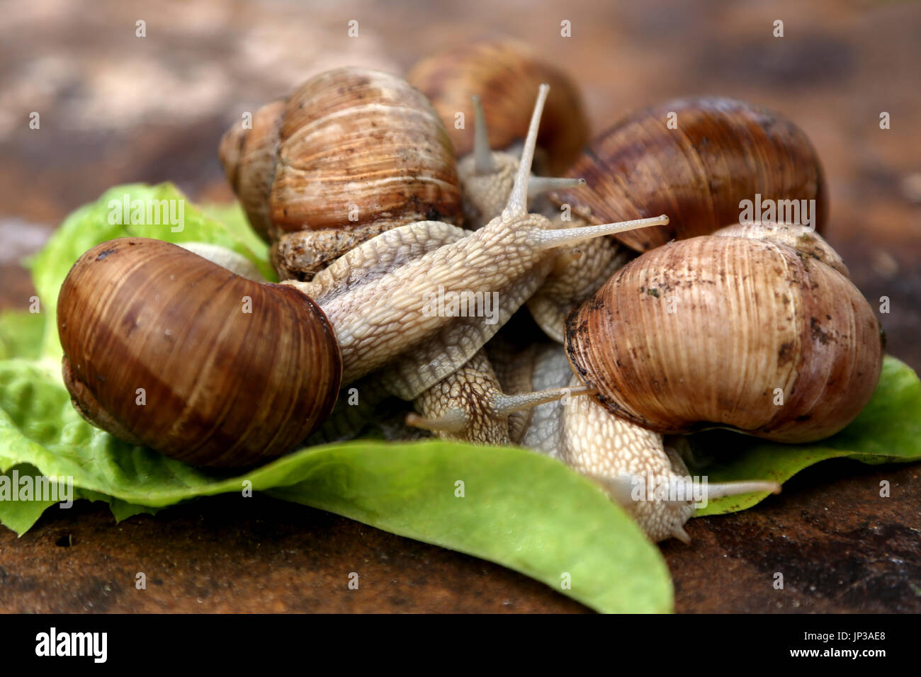 Schnecken im Garten auf dem hölzernen Hintergrund. Die Schnecke streckte seine Fühler Stockfoto