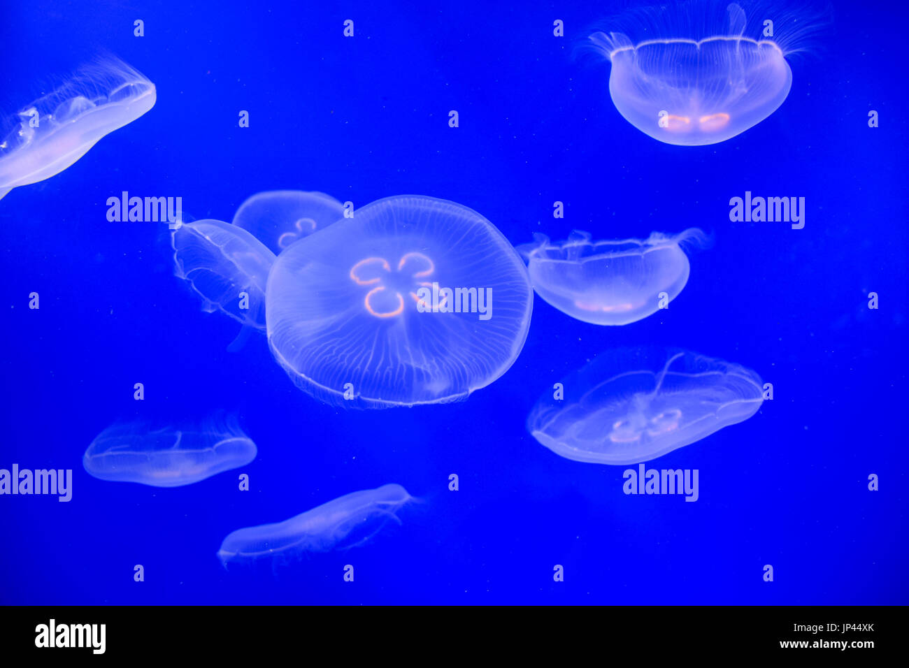 Quallen im aquarium Stockfoto