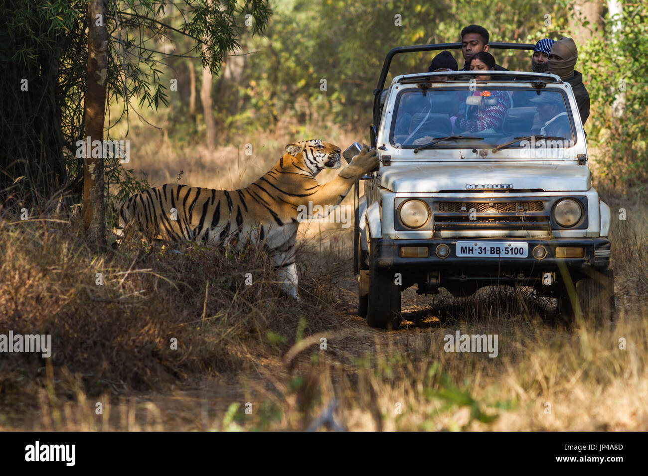 Tiger schaut näher an die Touristen auf Jeep Safari in Central Indian Forest, Indien Stockfoto