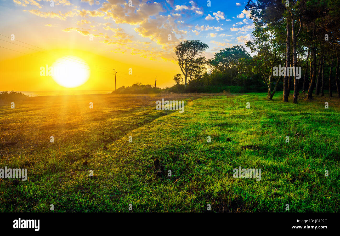 Hellen Sonnenaufgang auf der Lichtung im Wald Stockfoto