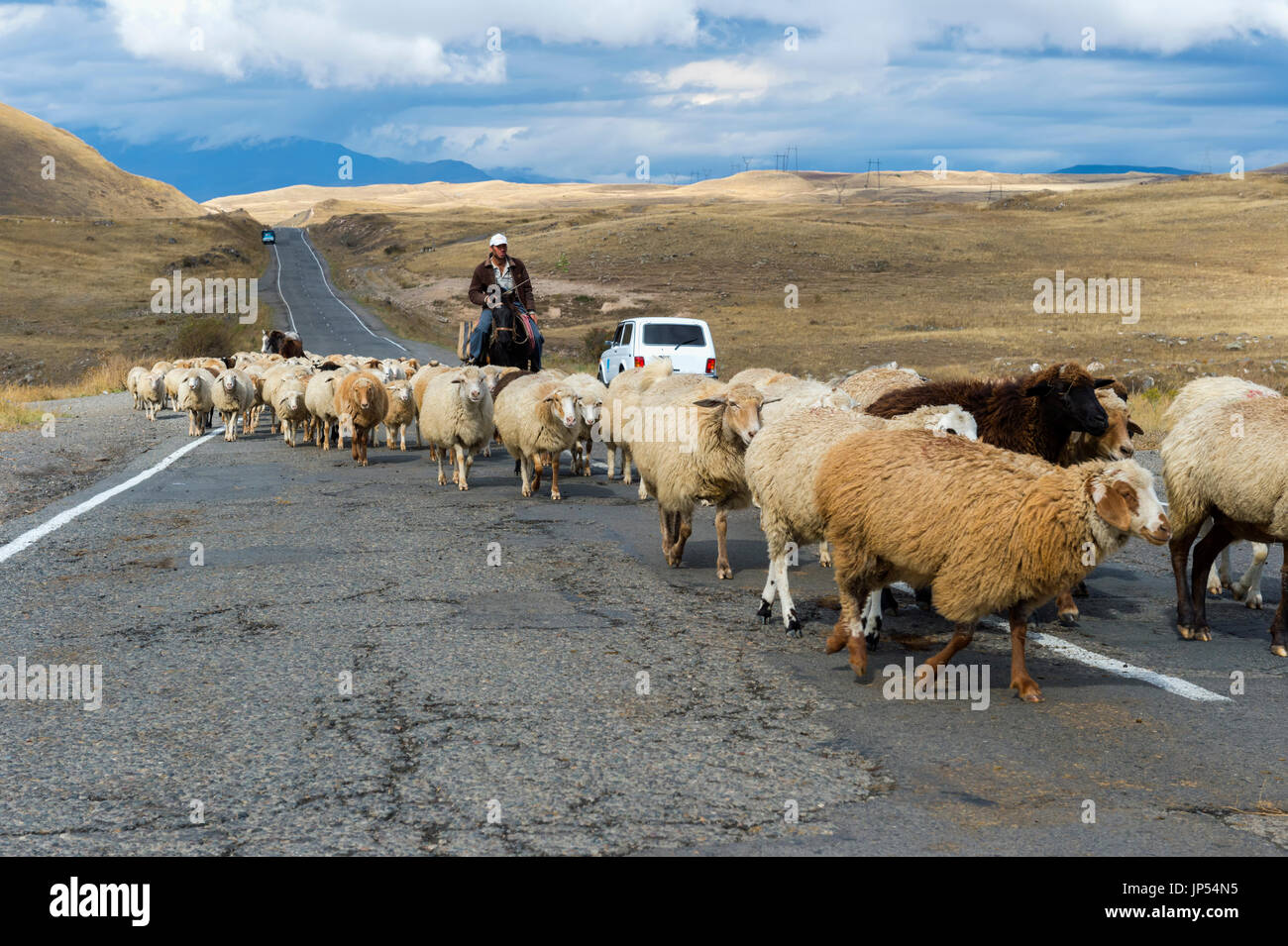 Shephard, die Durchführung von einer Gruppe von Schafen auf einer Straße, Provinz Tawusch, Armenien Stockfoto