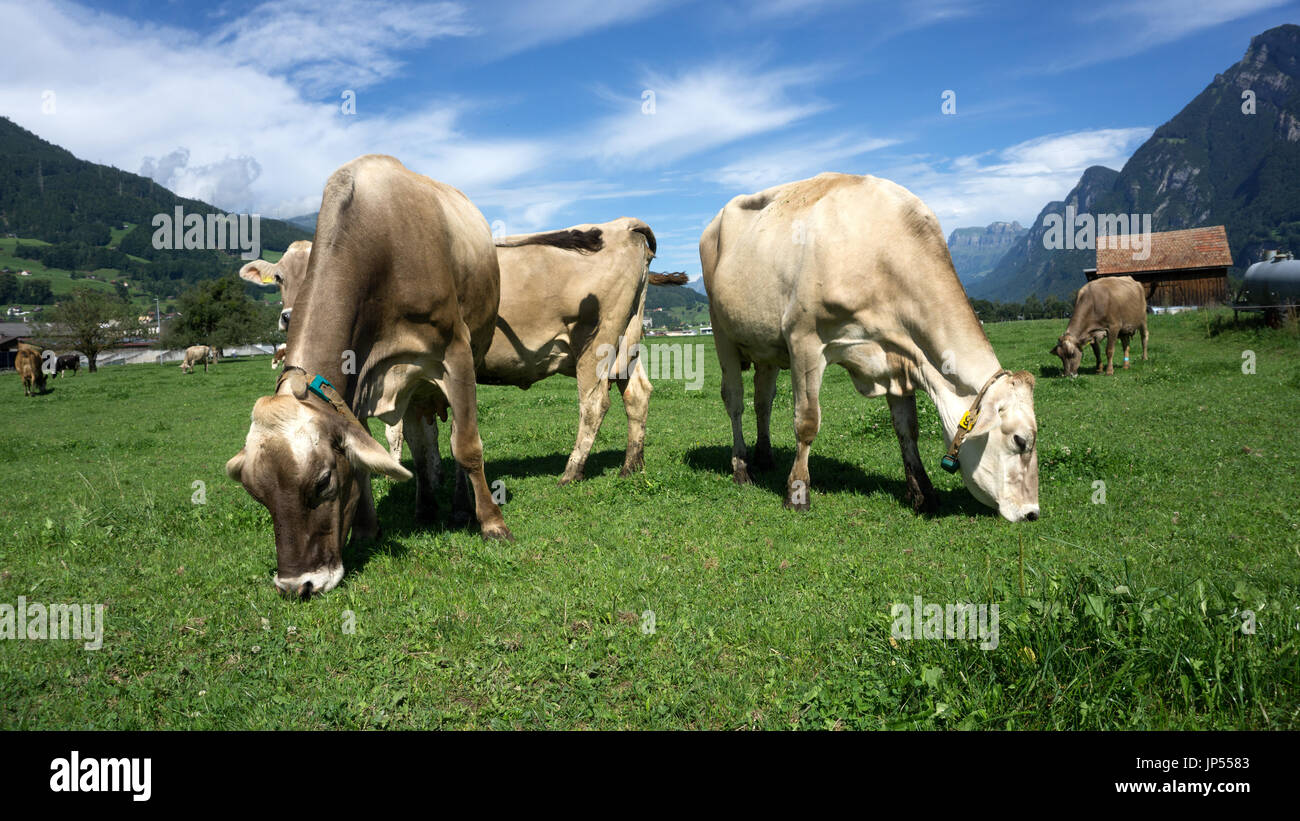 Europa, Schweiz, St. Gallen, Sargans, Wanges, Kühe grasen an einem schönen Sommermorgen in der Schweiz auf den grünen Weiden Stockfoto