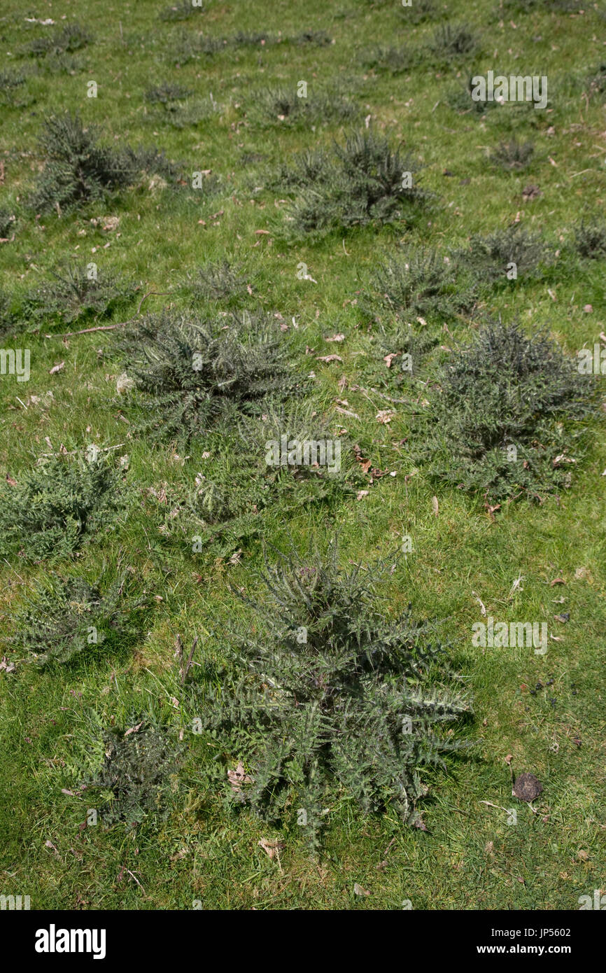 Feld voll von schleichenden Disteln Cirsium arvense Wales UK Stockfoto