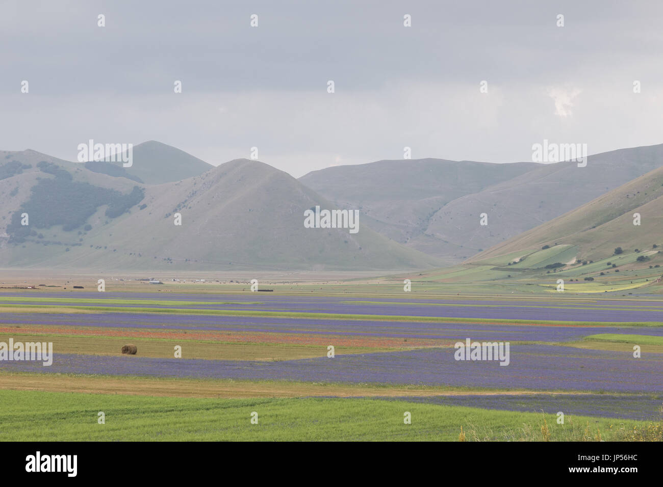 Schöne bunte Blumenfelder in Pian Grande von Castelluccio Di Norcia, mit einigen spärlichen haybales und Hügel im Hintergrund Stockfoto