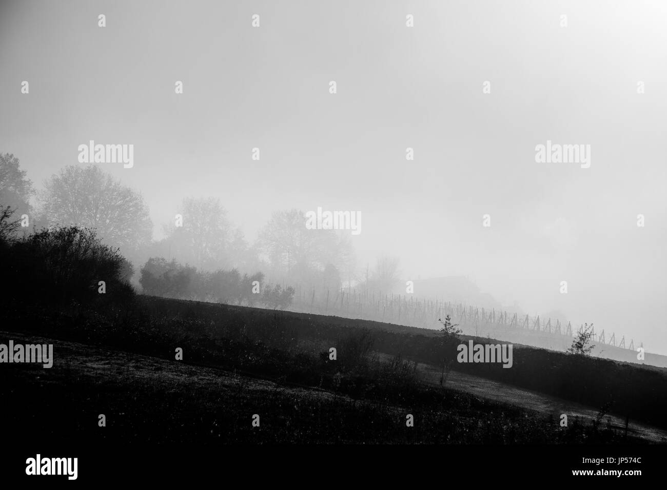 Bäume und Weinberge inmitten von Nebel und Dunst im Winter, auf Äckern Stockfoto
