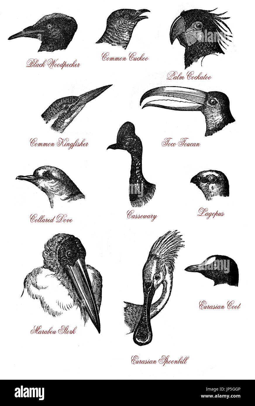 Porträts von verschiedenen Wildtieren Vogelköpfe: Specht, Kuckuck, Kakadu, Eisvogel, Riesentukan, Tauchen, Kasuar, Lagopus, Marabu, Löffler und Blässhühner, Vintage Gravur Stockfoto