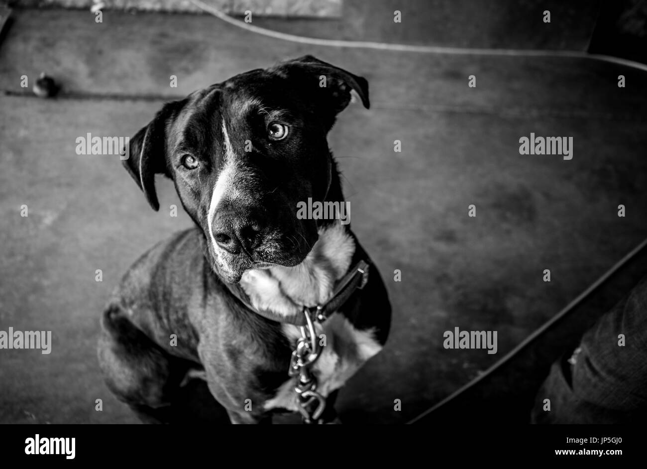 Hund schwarz / weiß Stockfoto