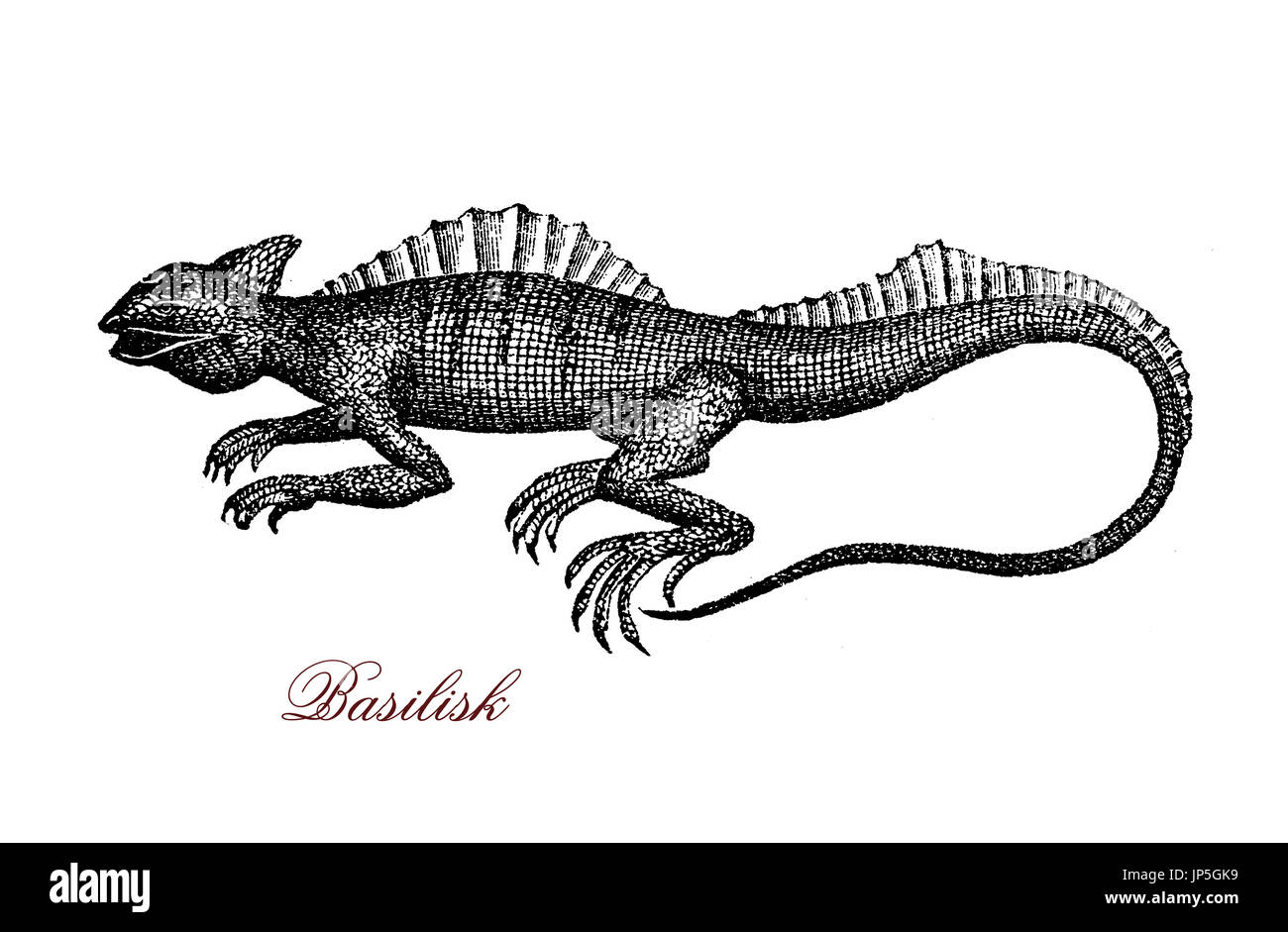 Gravur Porträt der gemeinsame Basilisk, bekannt auch als Jesus Christus Echse für seine Fähigkeit, auf der Wasseroberfläche laufen. Es lebt im tropischen Regenwald von Südamerika und hat eine Fin-ähnliche Wappen über seinen Rücken Stockfoto