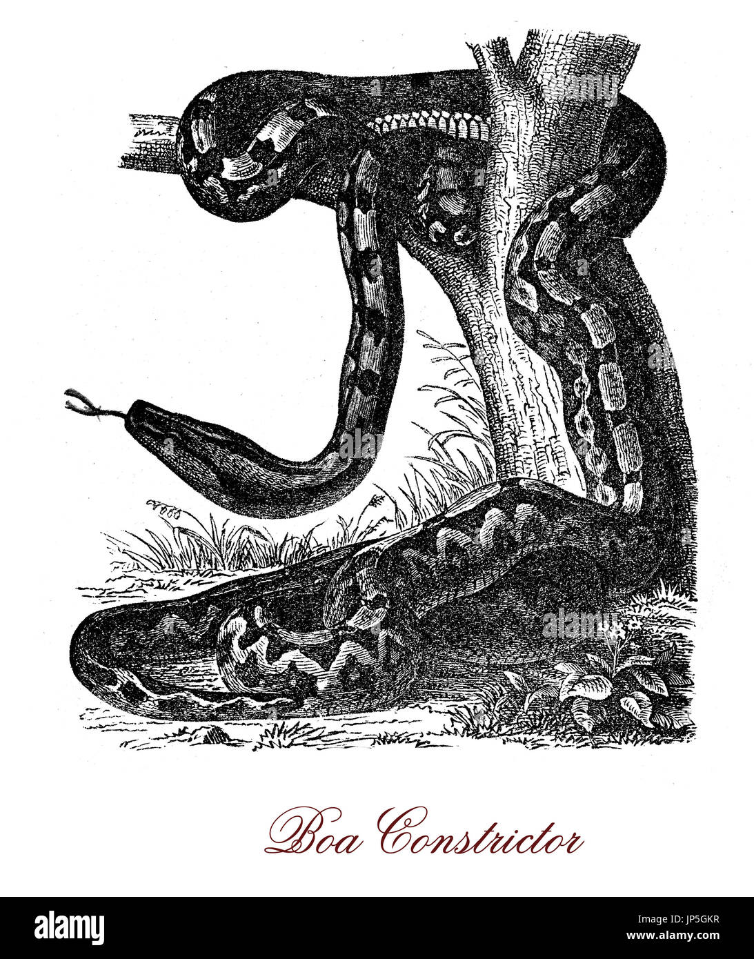Vintage Porträt von Boa Constrictor, große schwere nachtaktive Schlange stammt aus Amerika, Hinterhalt Raubtier mit Schuppen von Creme und braun Farbe, bequeme Tarnung in den Dschungel. Stockfoto