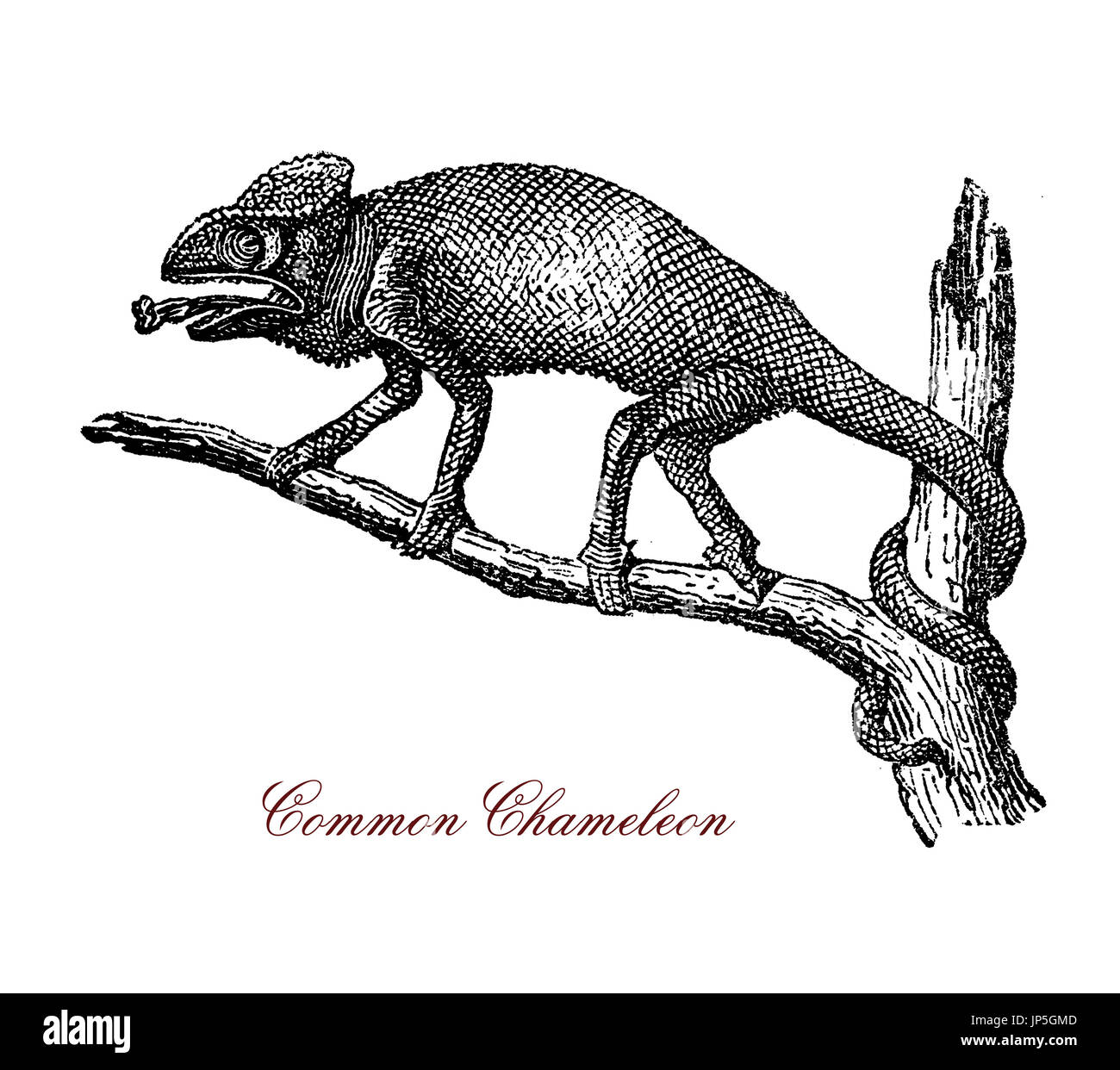 Vintage Porträt des gemeinsamen Chamäleon, arboreal territorialen Reptil mit Greifschwanz, Wappen auf der Rückseite und die Haut der Variable Farbe von gelb-braun bis grün als Reaktion auf Licht und Temperatur. Stockfoto