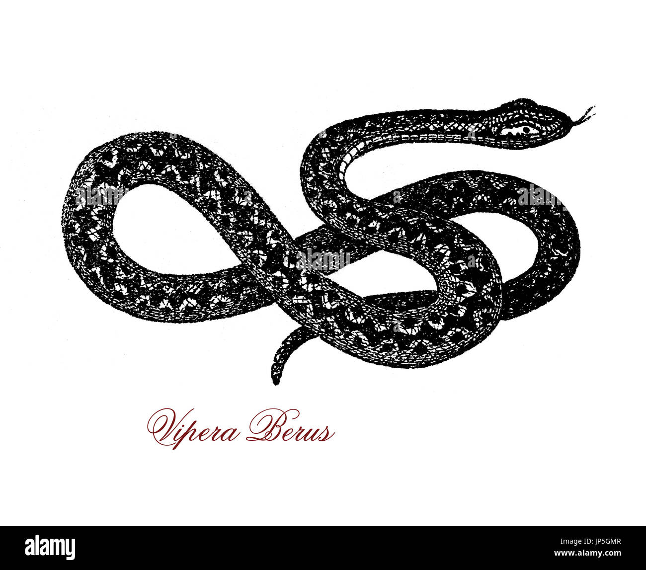 Vintage Porträt von Vipera Berus, Giftschlange verbreitet aus Ostasien Wester Europa, es ist nicht sehr aggressiv und beißt wenn gestört, Biss ist sehr schmerzhaft, aber selten tödlich. Stockfoto