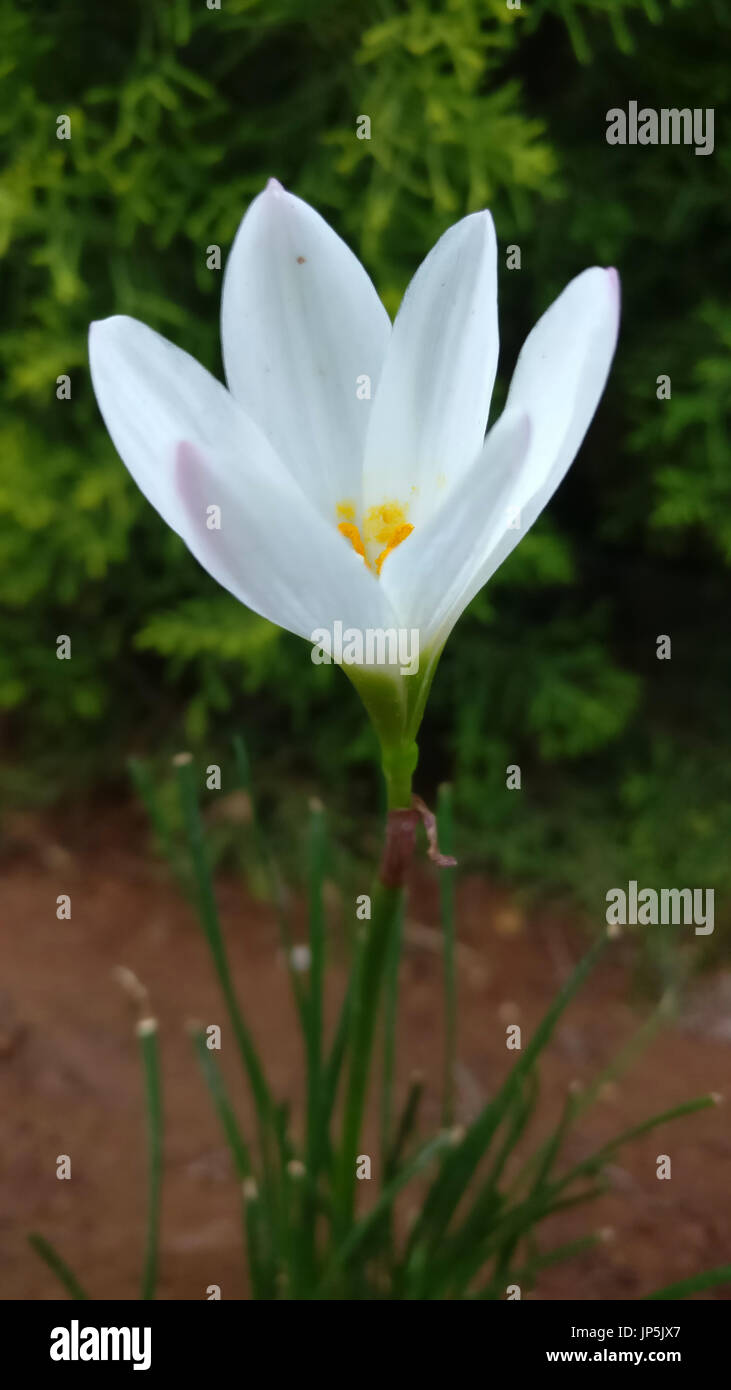 Weiß einzelne Blume mit großen Blütenblätter Stockfoto