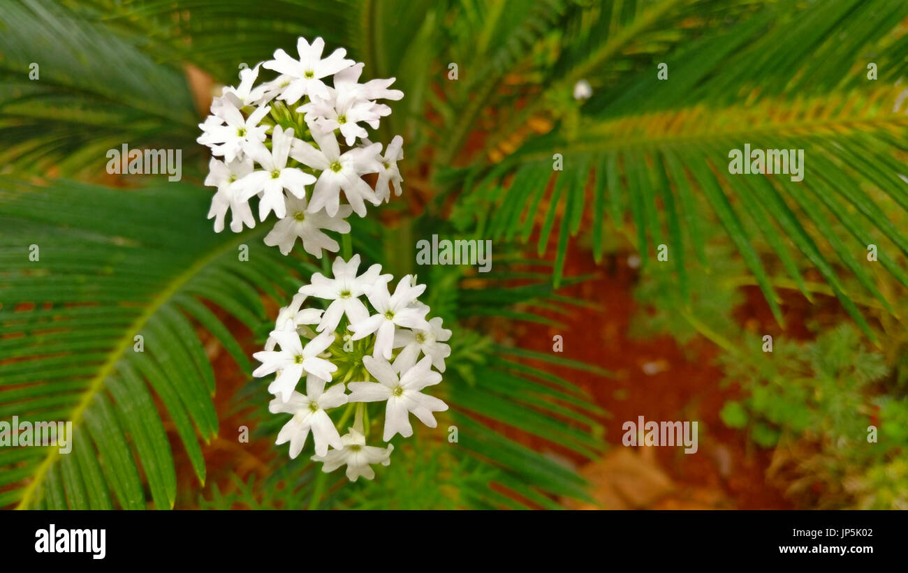 Weiße kleine Blütenblatt paar Blumen Stockfoto