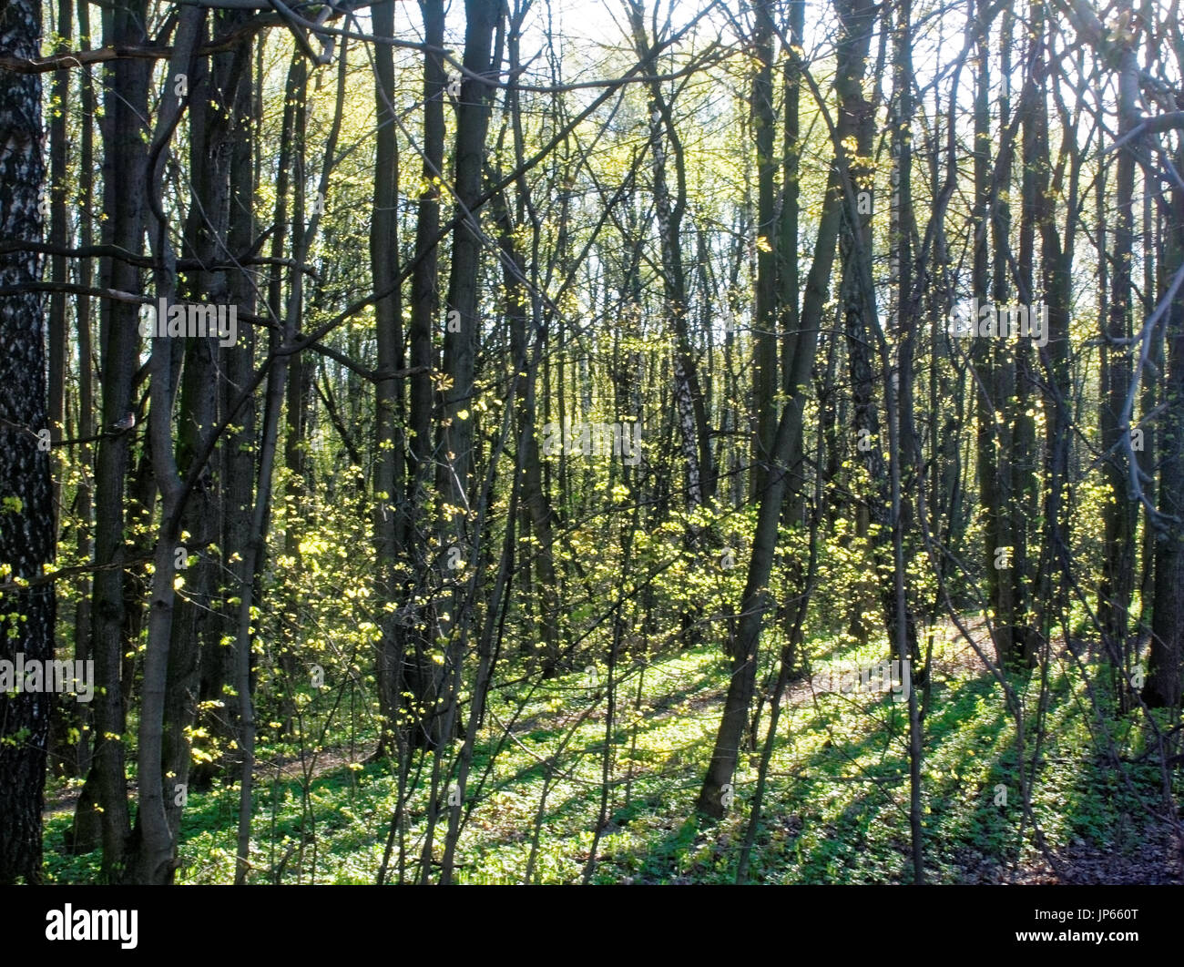 Baum mit jungen Blätter im Frühjahr, Moskauer Gerichts, Bezirk Teply Stan Stockfoto