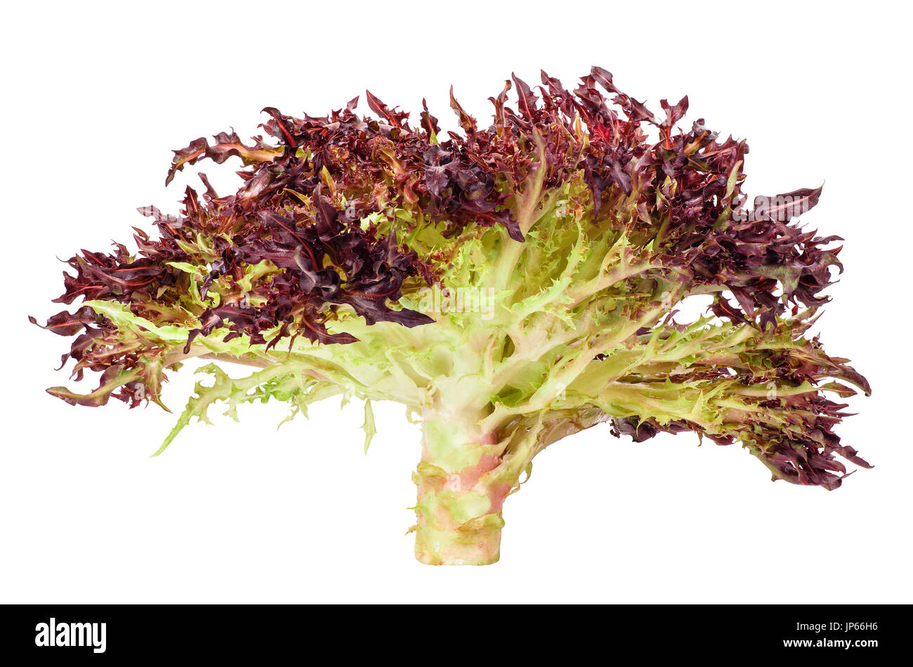 roter Kopfsalat isoliert auf weiss Stockfoto