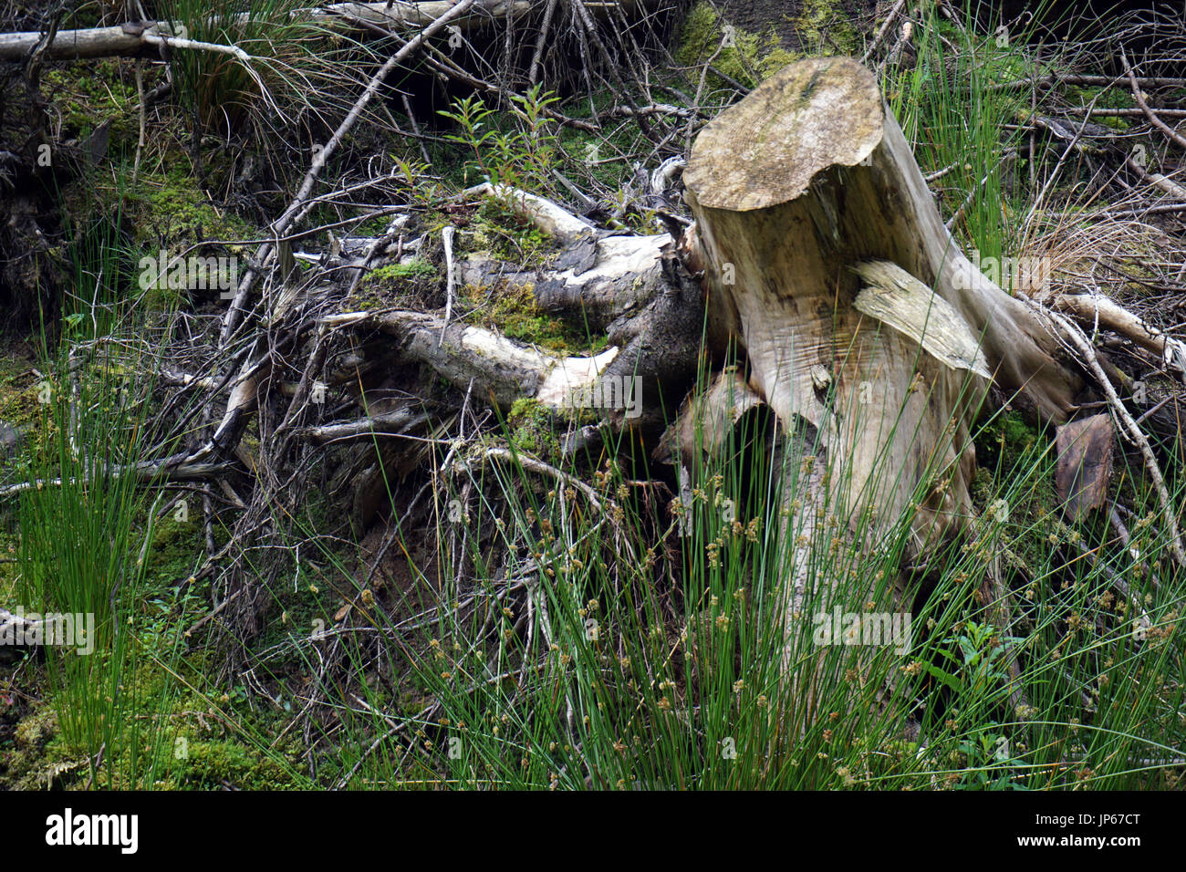 Gehackt, Baumstümpfen und Wurzeln im Wald Killhope Stockfoto