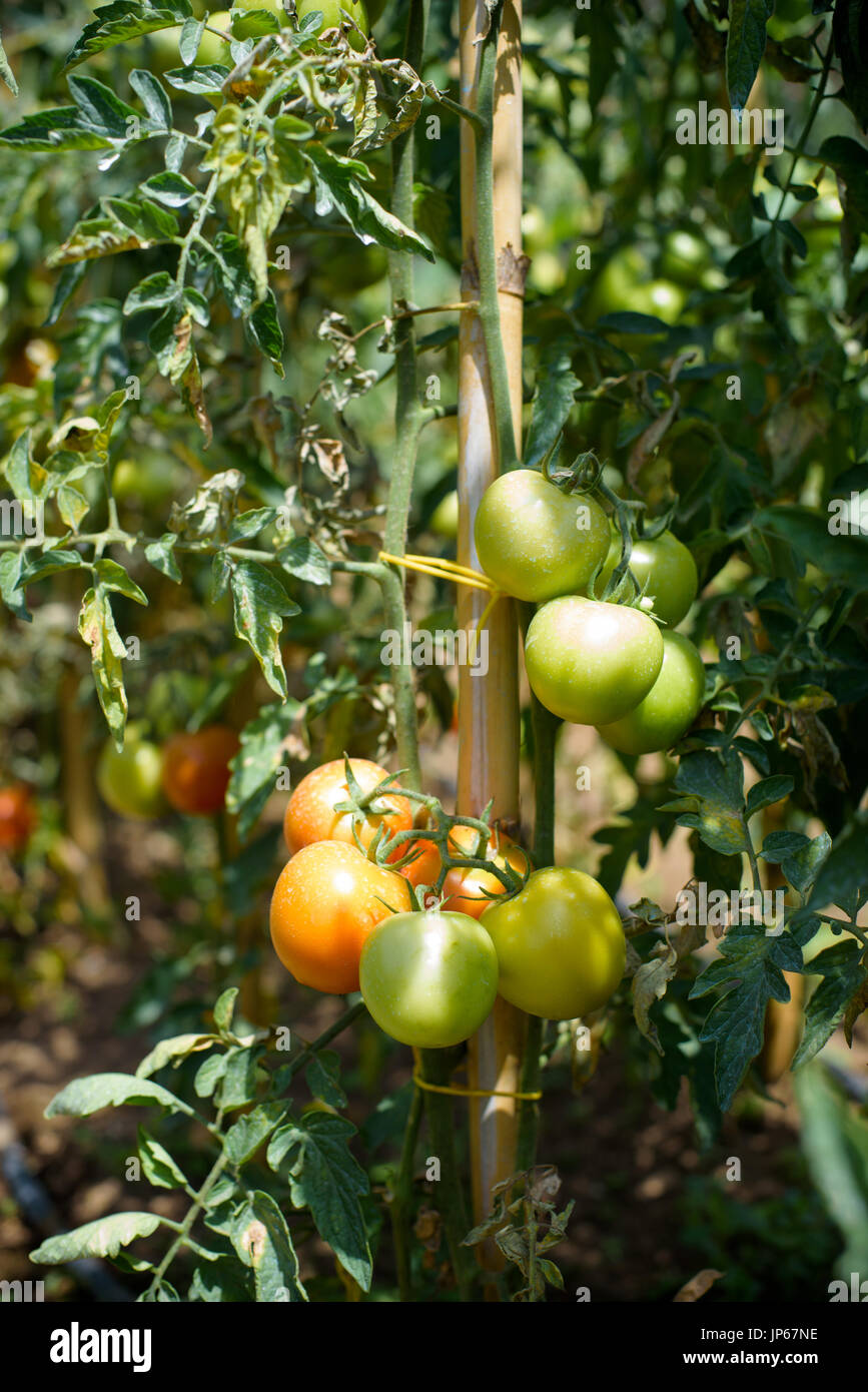 Extreme Nahaufnahme und selektive Bündel von Cherry-Tomate Obst auf Zweigwerk im Gemüsegarten Stockfoto