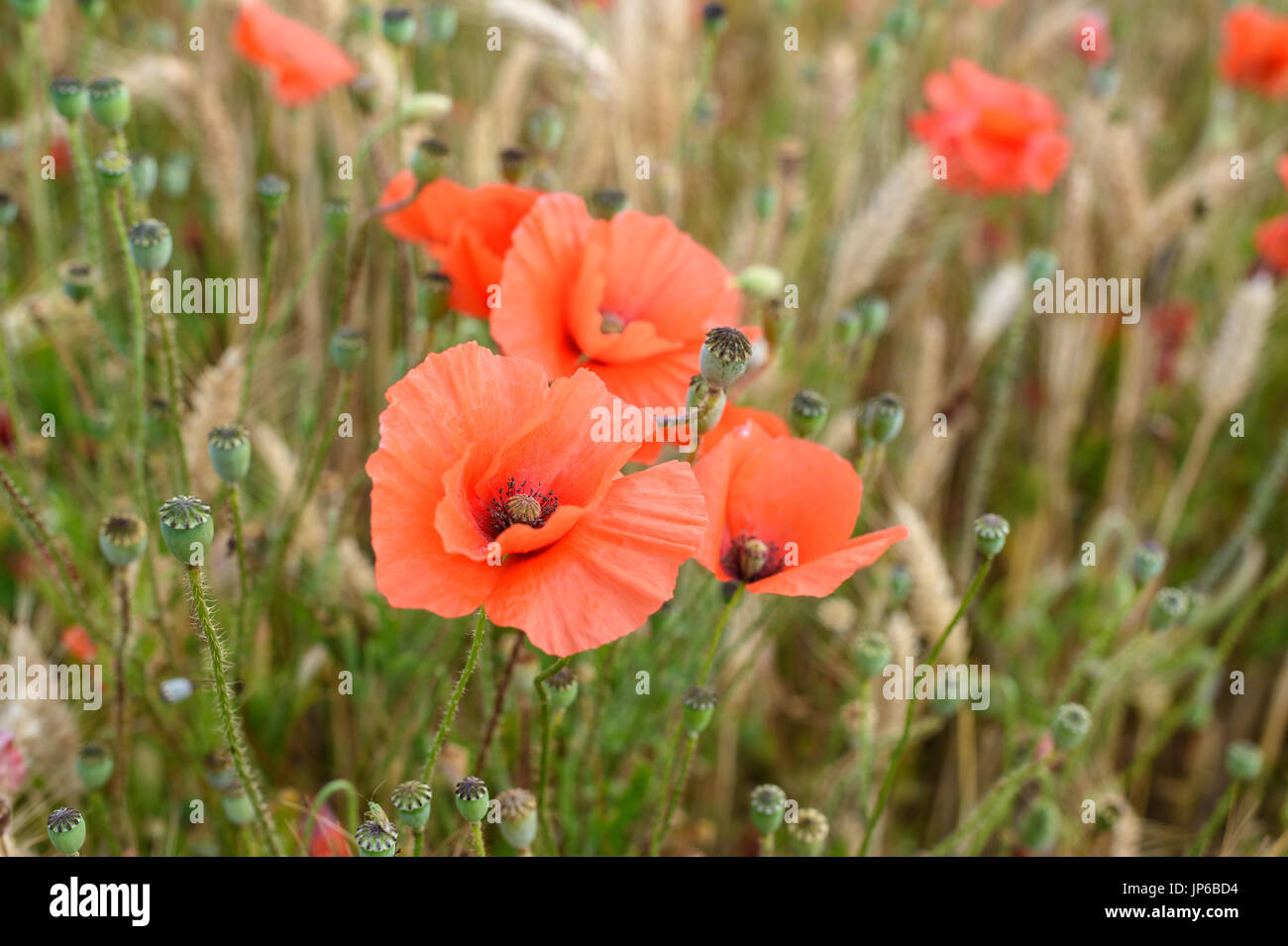 Mohn im Kornfeld in der Nähe von penhors im Südwesten der Bretagne in Frankreich. Stockfoto