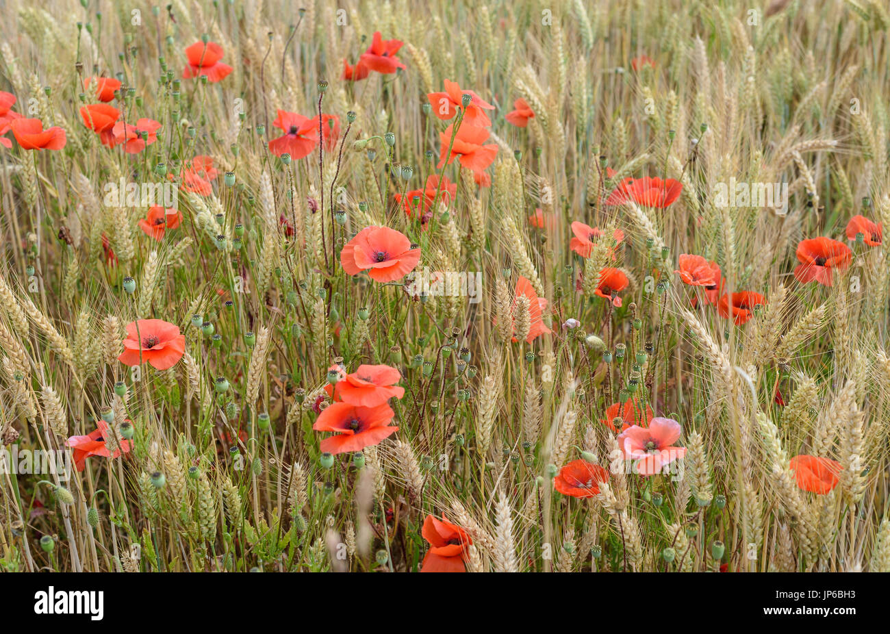 Mohn im Kornfeld in der Nähe von penhors im Südwesten der Bretagne in Frankreich. Stockfoto