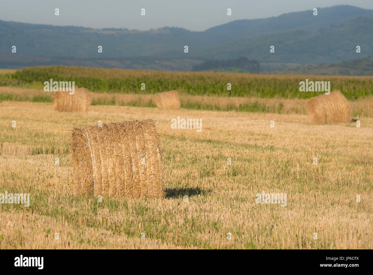 Heuhaufen auf dem Land - Brasov, Rumänien Stockfoto