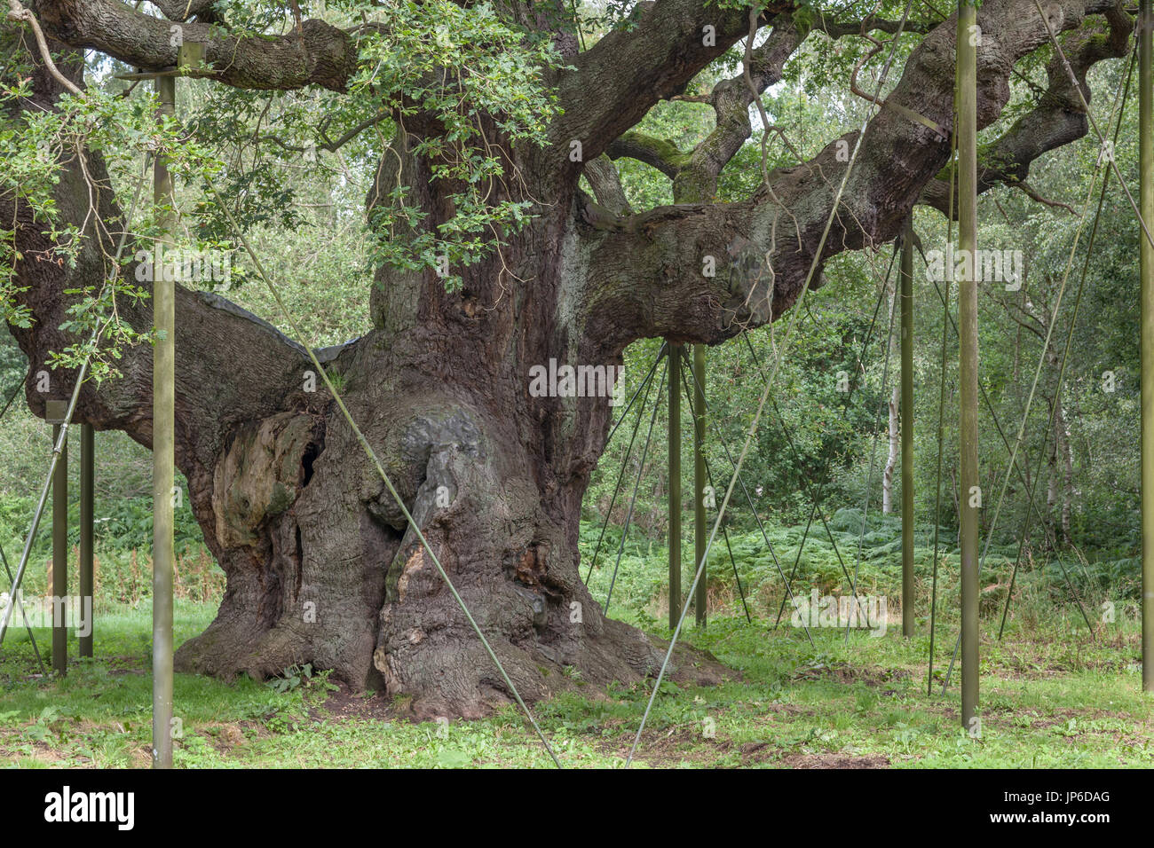 Die große Eiche Stockfoto