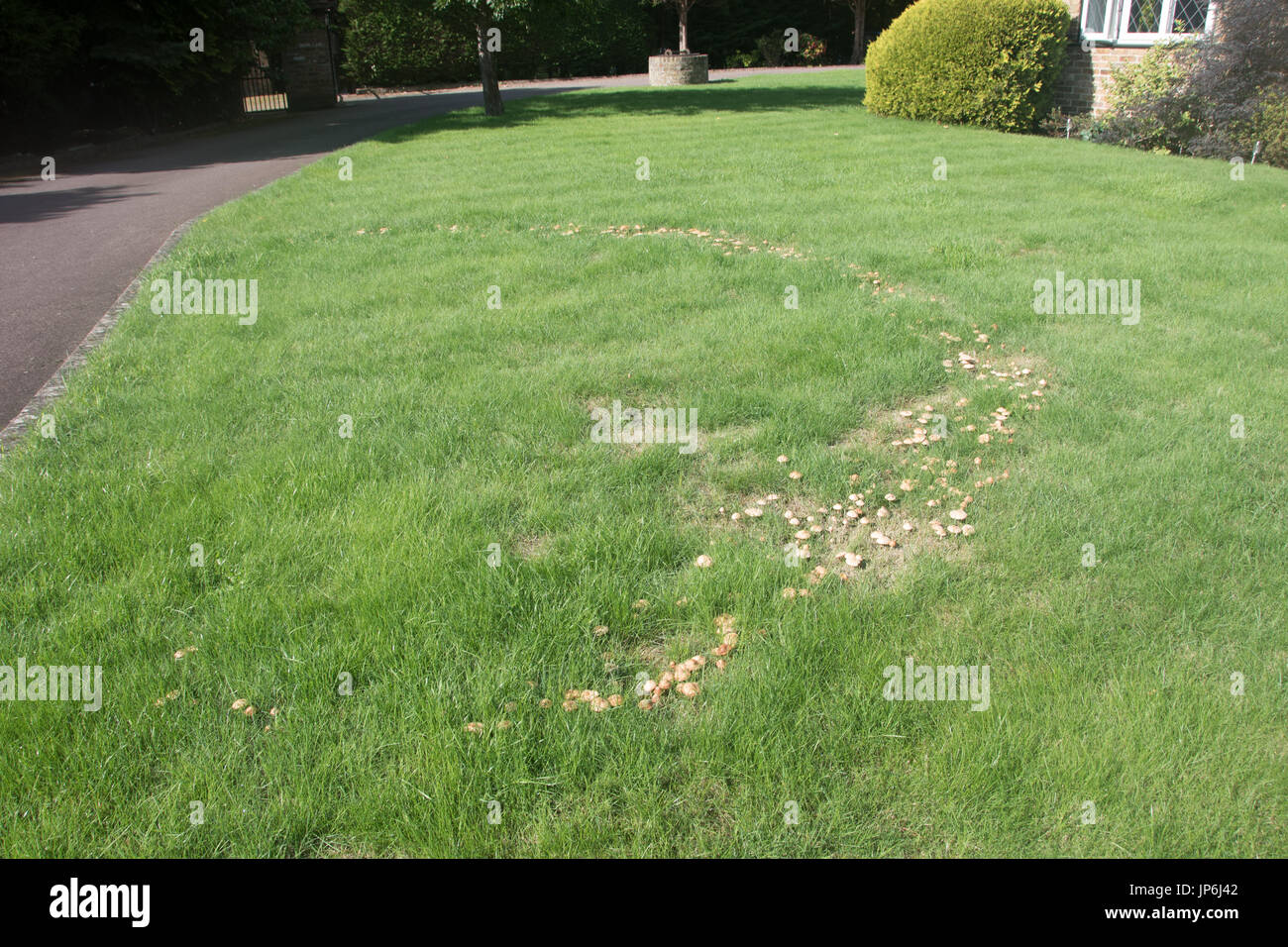 Fairy Ring auf Rasen Stockfoto