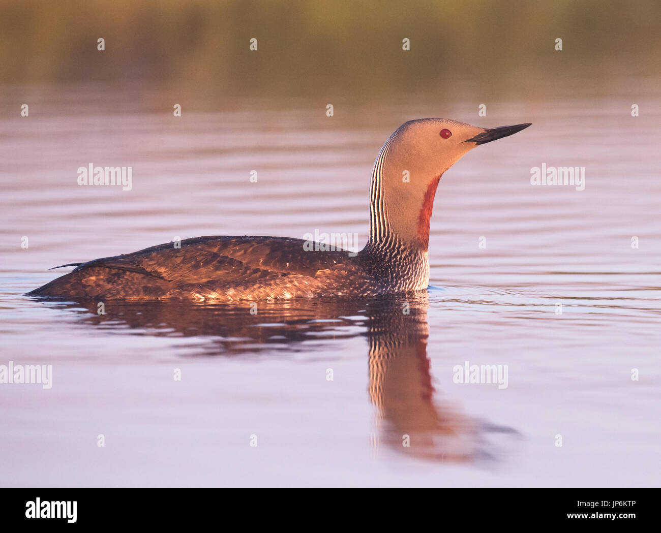 Rot throated Taucher (Gavia Stellata) bei Sonnenaufgang auf kleine man, Shetland, UK Stockfoto