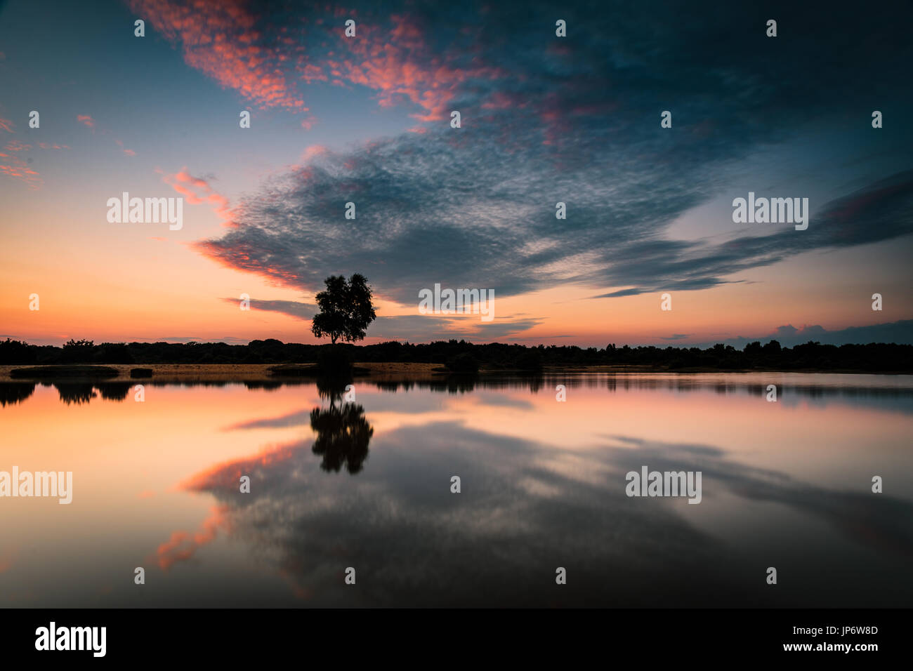 Einsamer Baum bei Sonnenuntergang Stockfoto