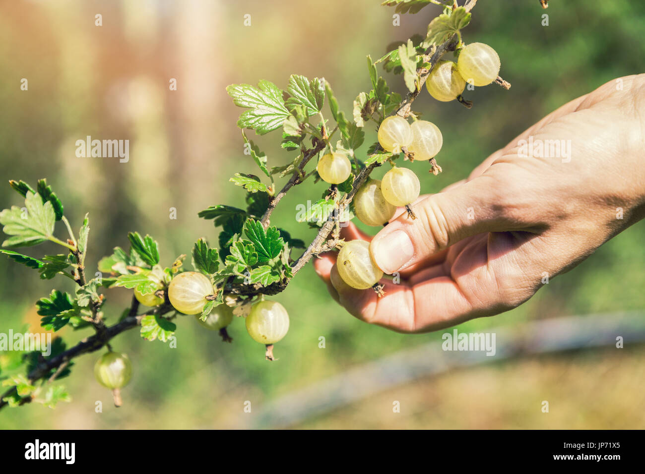 Hand der Stachelbeere Busch reife Beeren pflücken Stockfoto