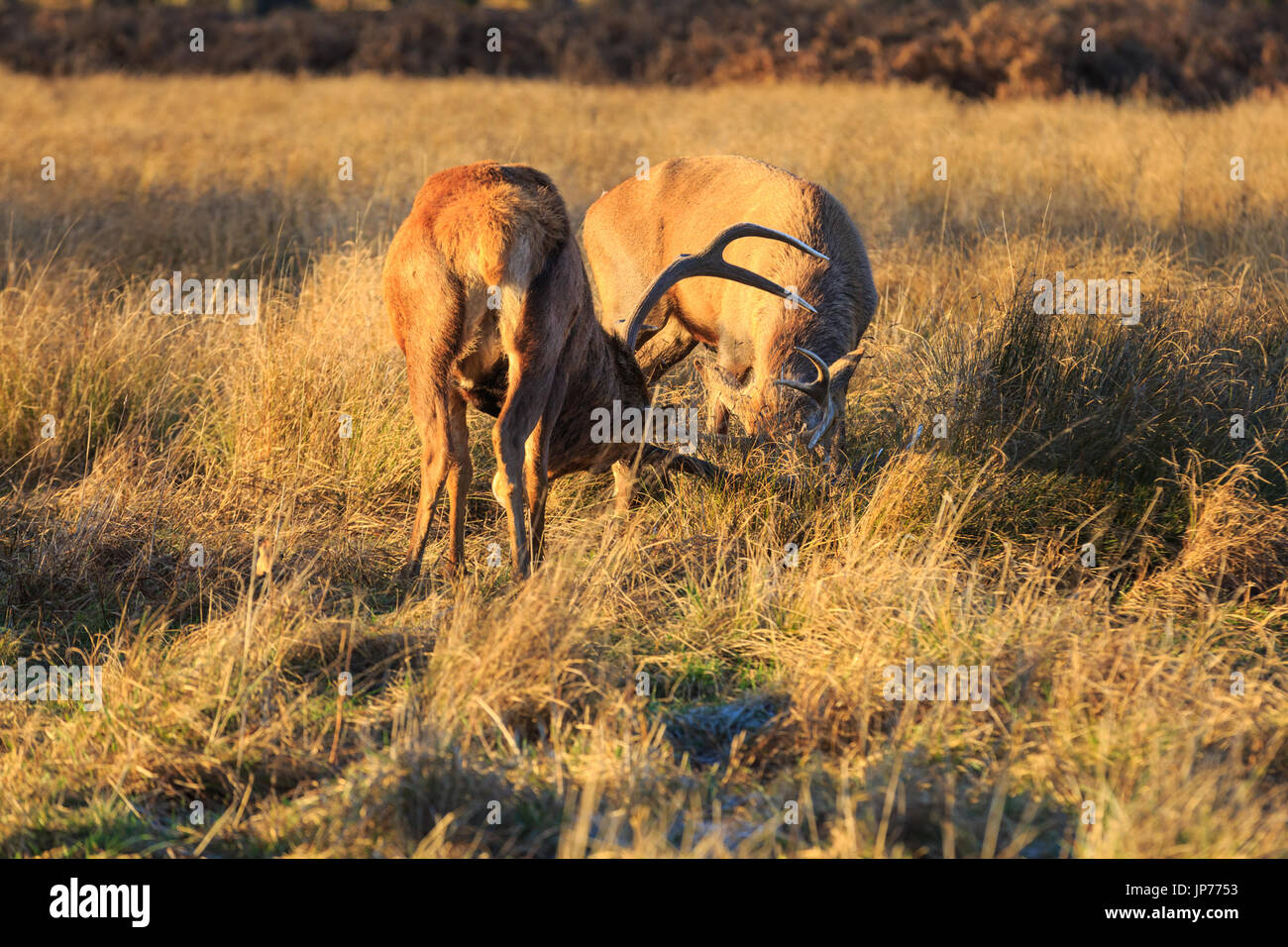 Zwei rote Rotwild Männchen oder Hirsche, die Geweihe während der Brunft im warmen Sonnenlicht, UK sperren Stockfoto