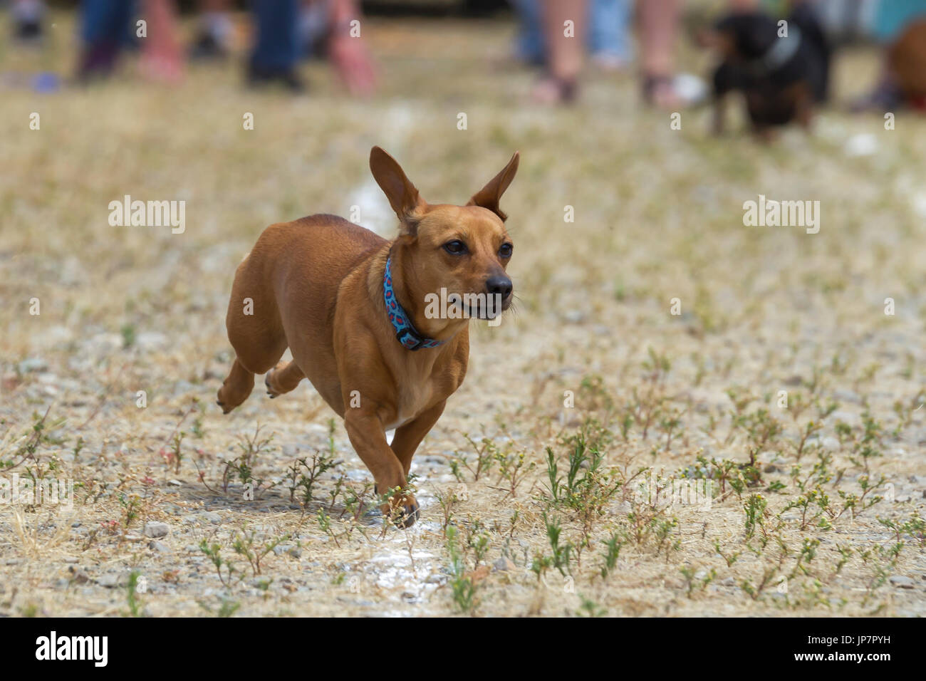 Ein niedlicher kleine Dackel konkurriert in einem Wiener Hunderennen in Rathdrum, Idaho. Stockfoto