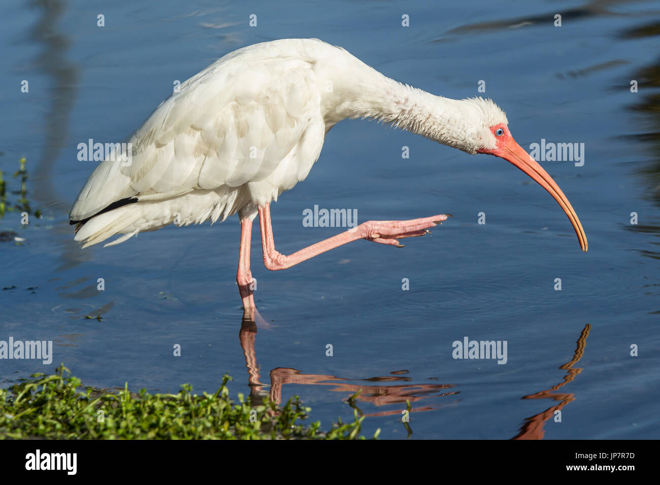 Ein amerikanischer weißer Ibis preens selbst in den Teich in Deland, Florida. Stockfoto