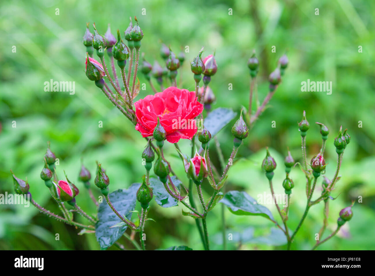 Rote rose Blume mit vielen Knospen Stockfoto