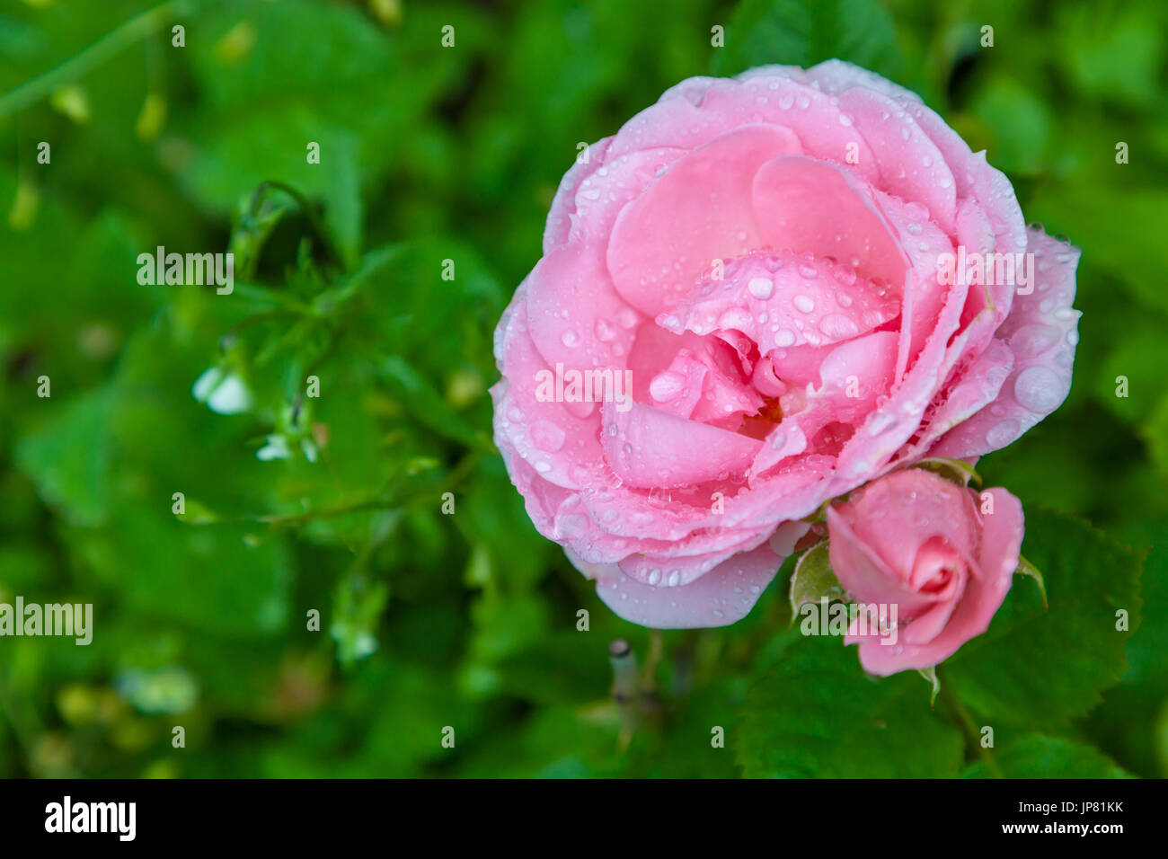 Rosa rose Blume mit vielen Knospen Stockfoto