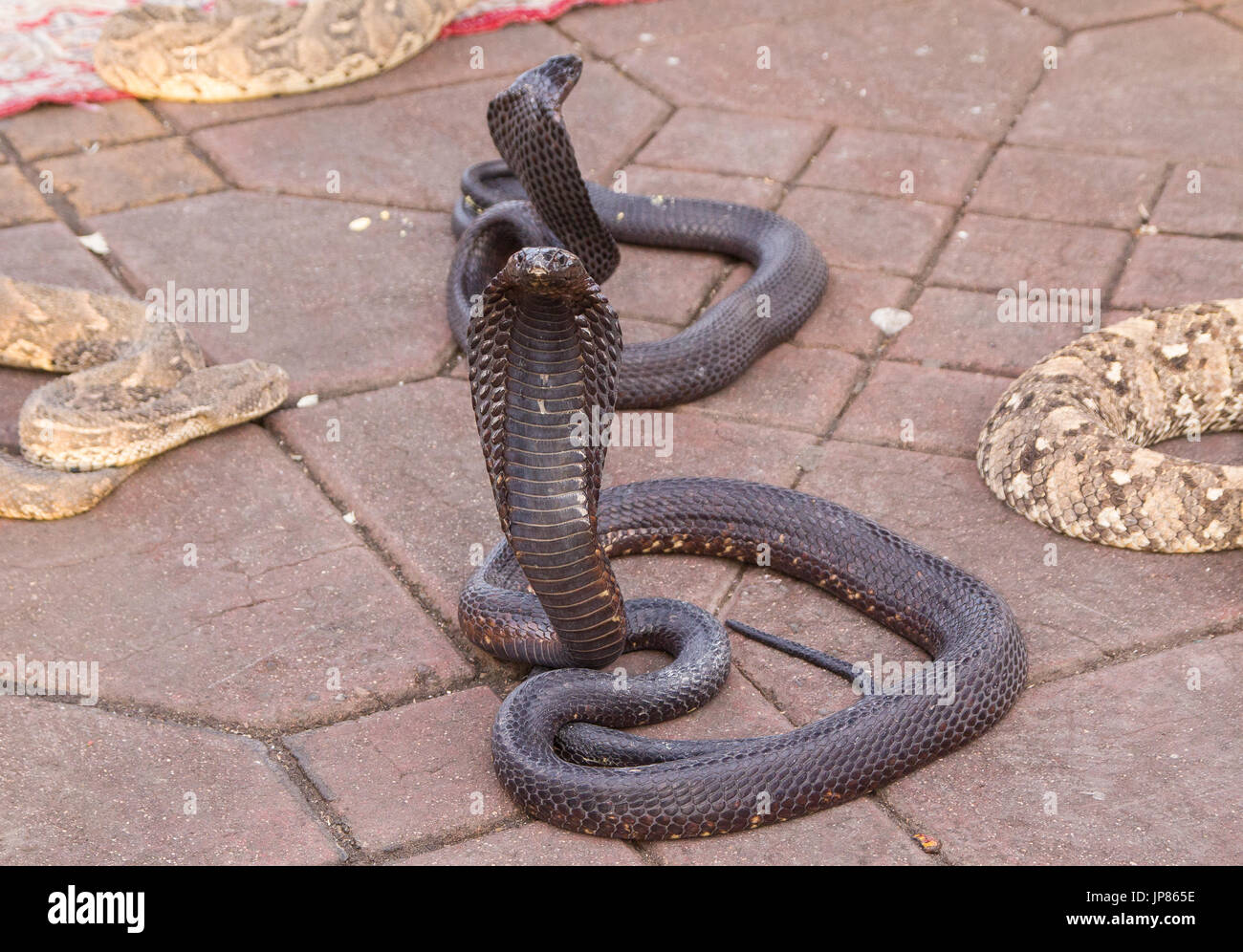 Schlangen am Jemaa el Fna Marrakesch Stockfoto