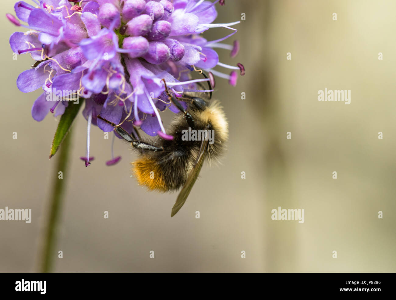 Frühe Bumblebee frühen Verschachtelung Hummel, Bombus Pratorum bit oder, männlichen sitzen am Devils Witwenblume, Succisa pratensis Stockfoto