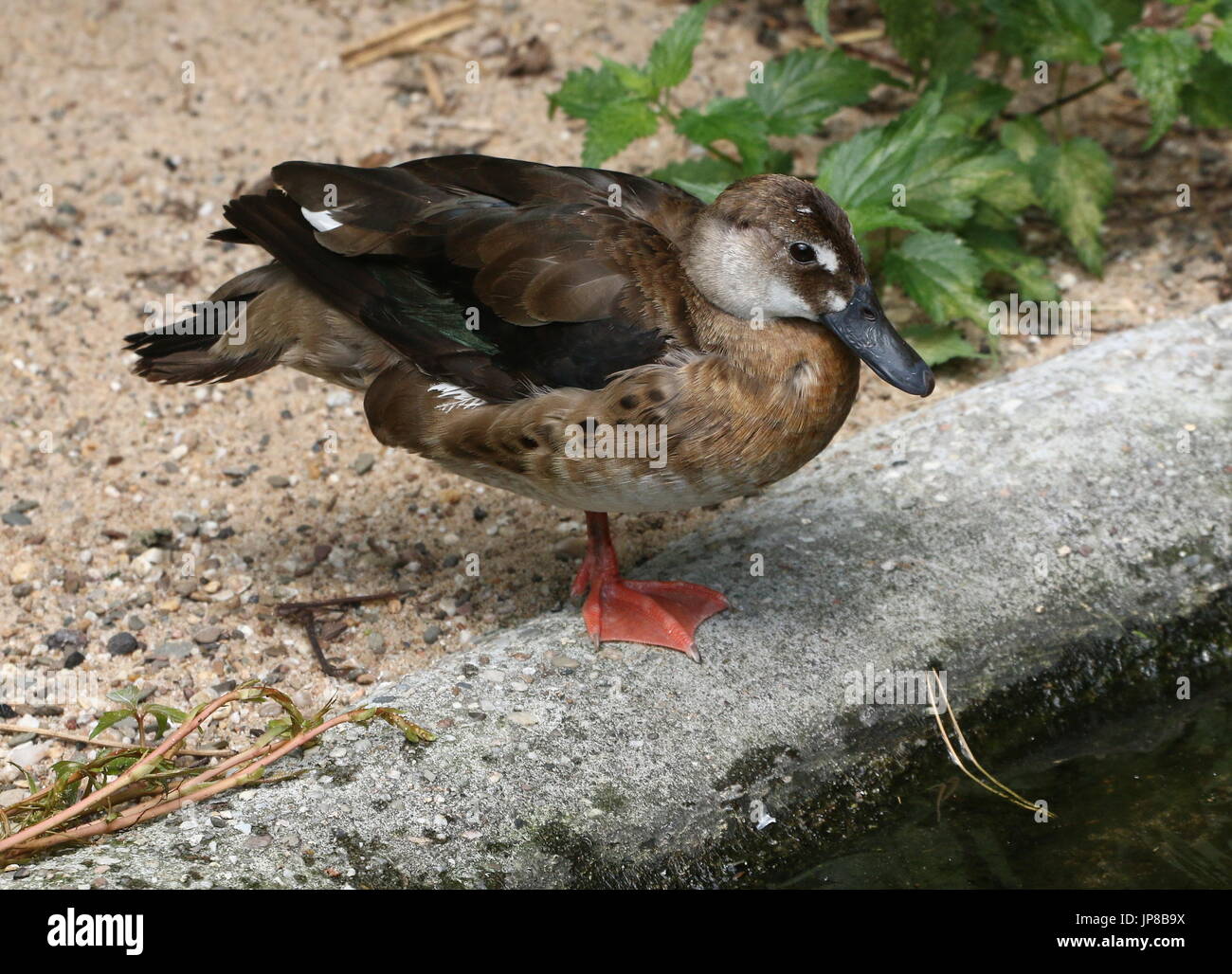 Weibliche südamerikanische brasilianischen Petrol / (Amazonetta Brasiliensis), alias weniger / mehr brasilianische Ente. Stockfoto